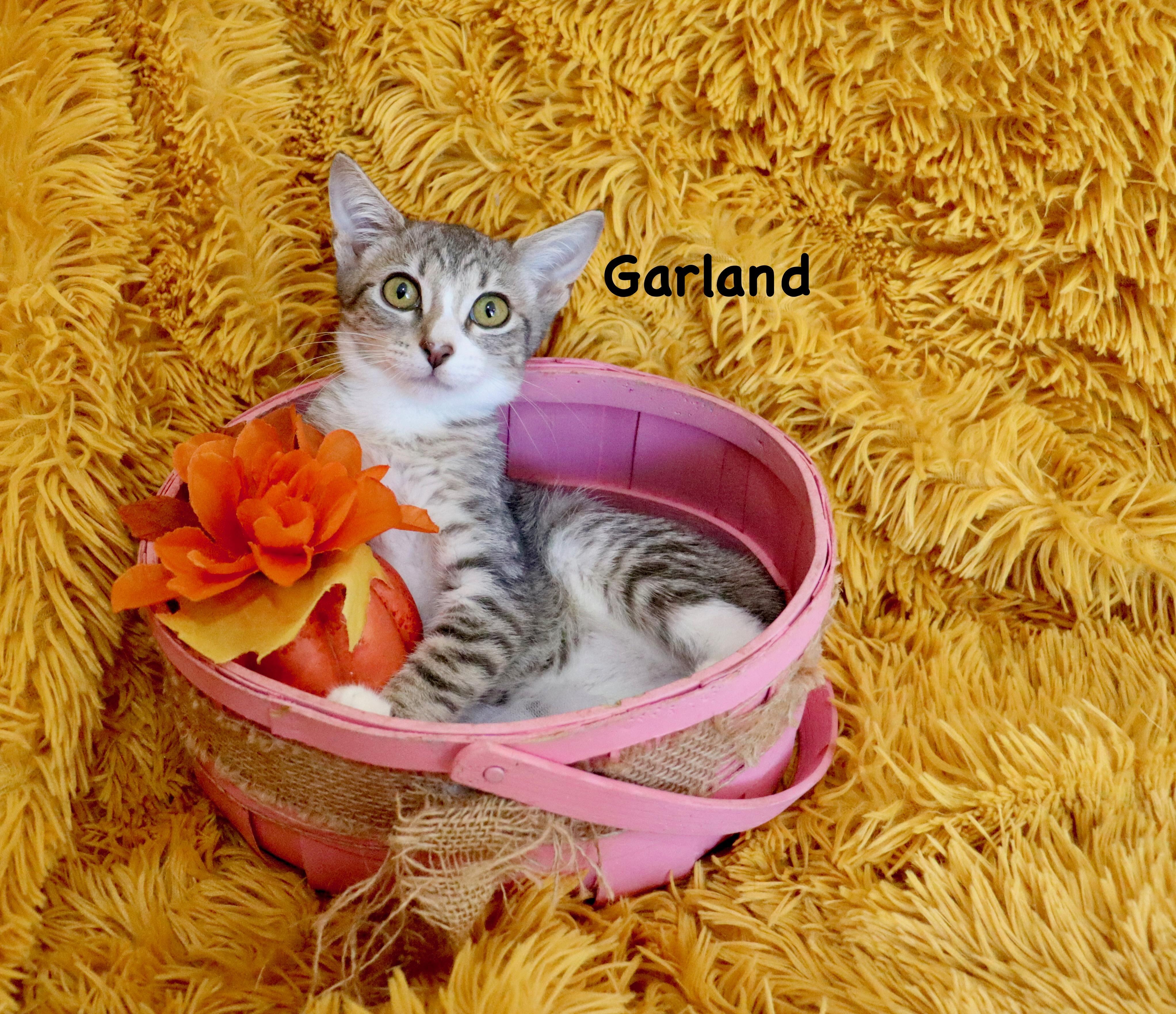 Garland
