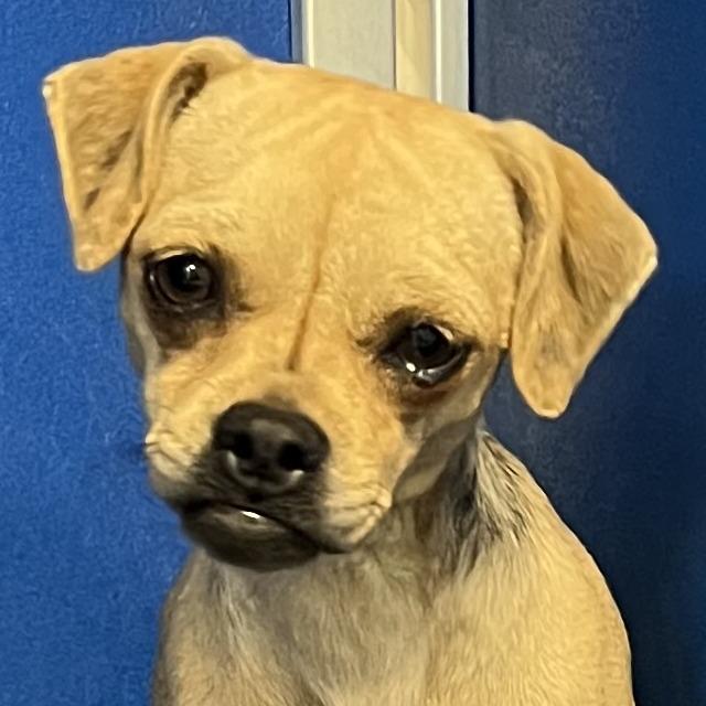 Opal, Adoptable, Young Female Mixed Breed.