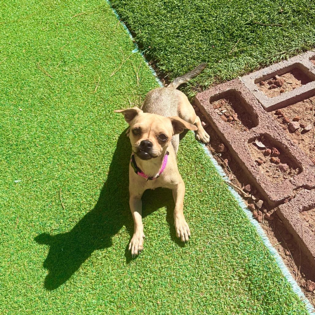 Enlarge Opal, a Adoptable Mixed Breed in Las Cruces, NM image 2/2
