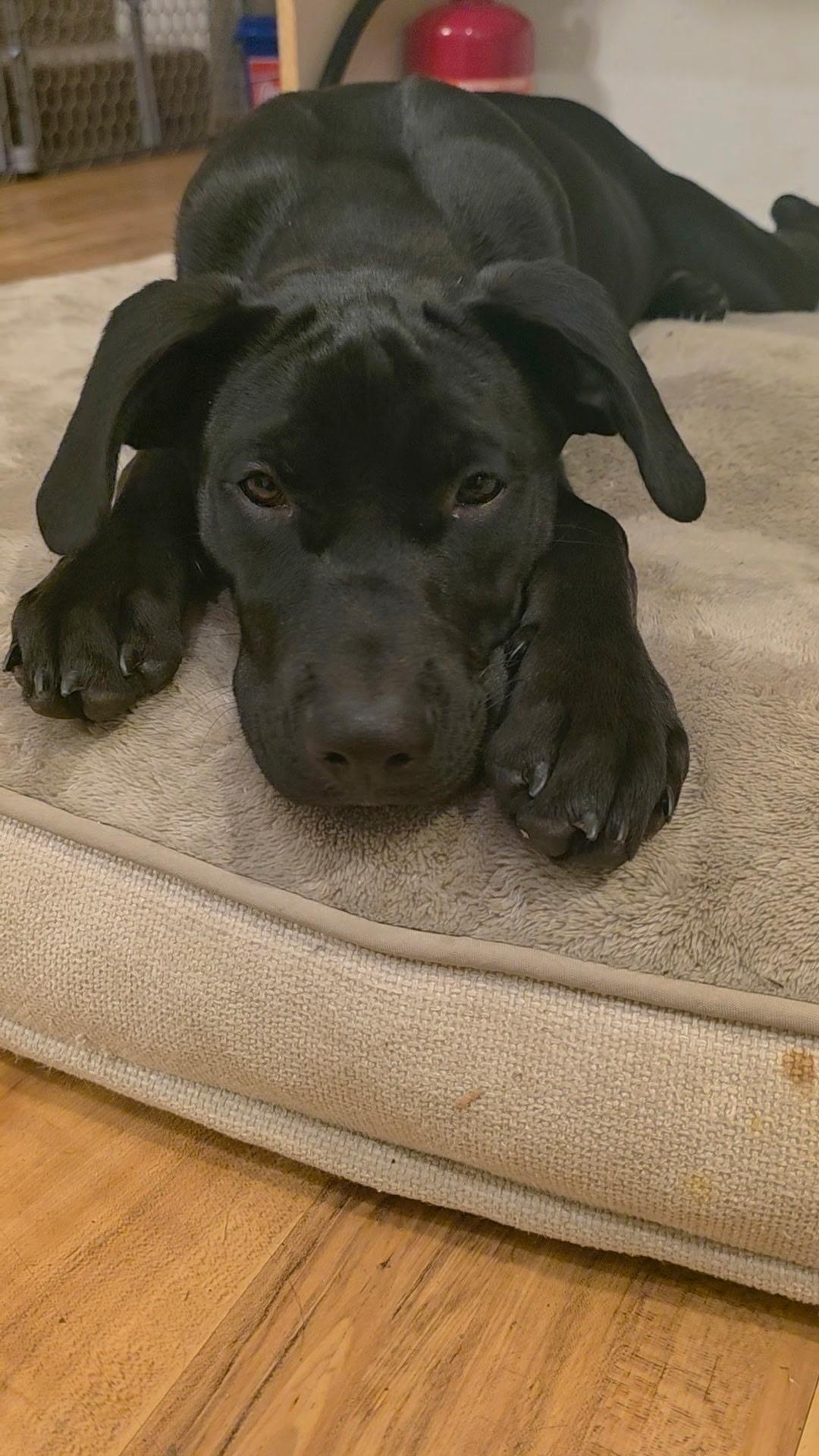 Enlarge Cocoa (VAN), a Adoptable mixed breed in Vancouver, BC image 1/5