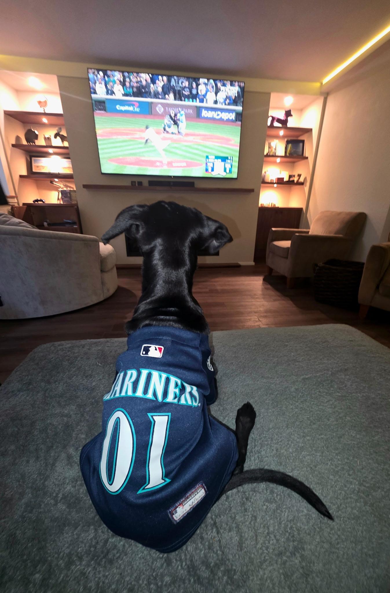 Enlarge Cocoa (VAN), a Adoptable mixed breed in Vancouver, BC image 2/5