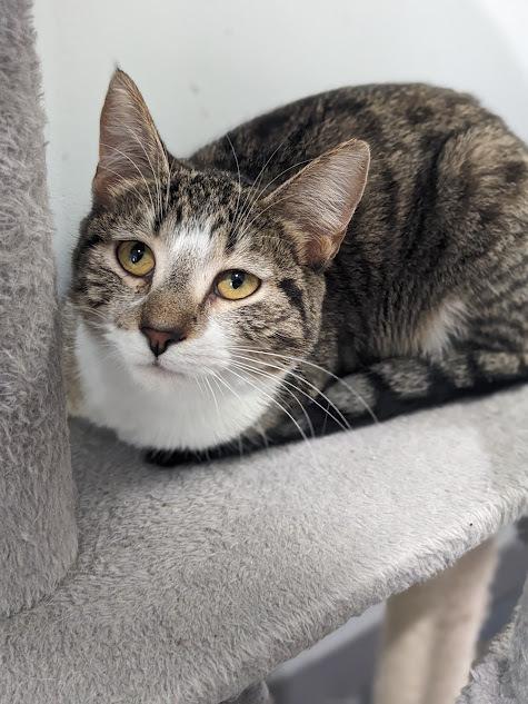 Enlarge Dorothy, a Adoptable Domestic Short Hair in Lewisburg, TN image 1/1