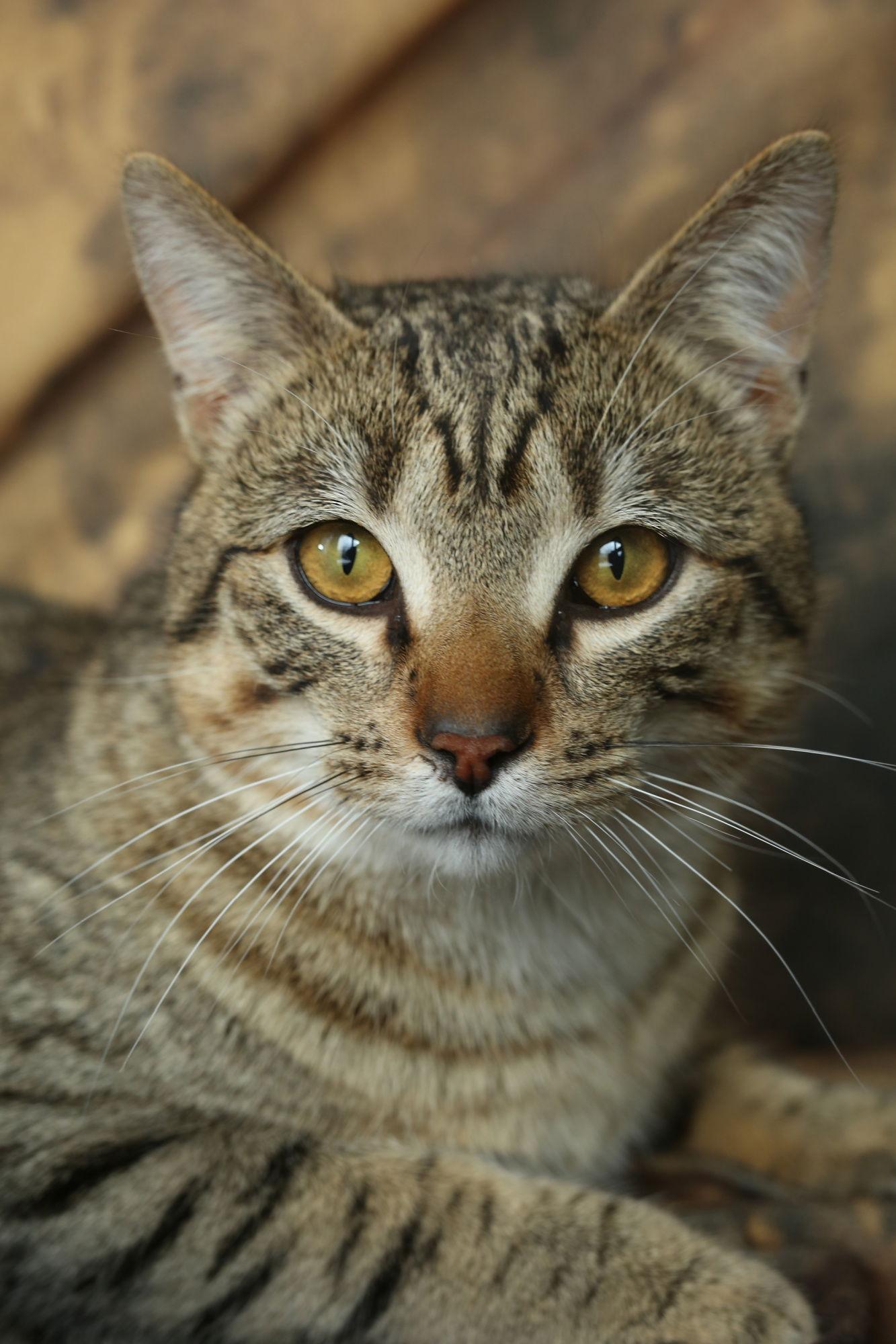 Barnacle (Barney), a Adoptable Domestic Short Hair in New Prague, MN image 1/3