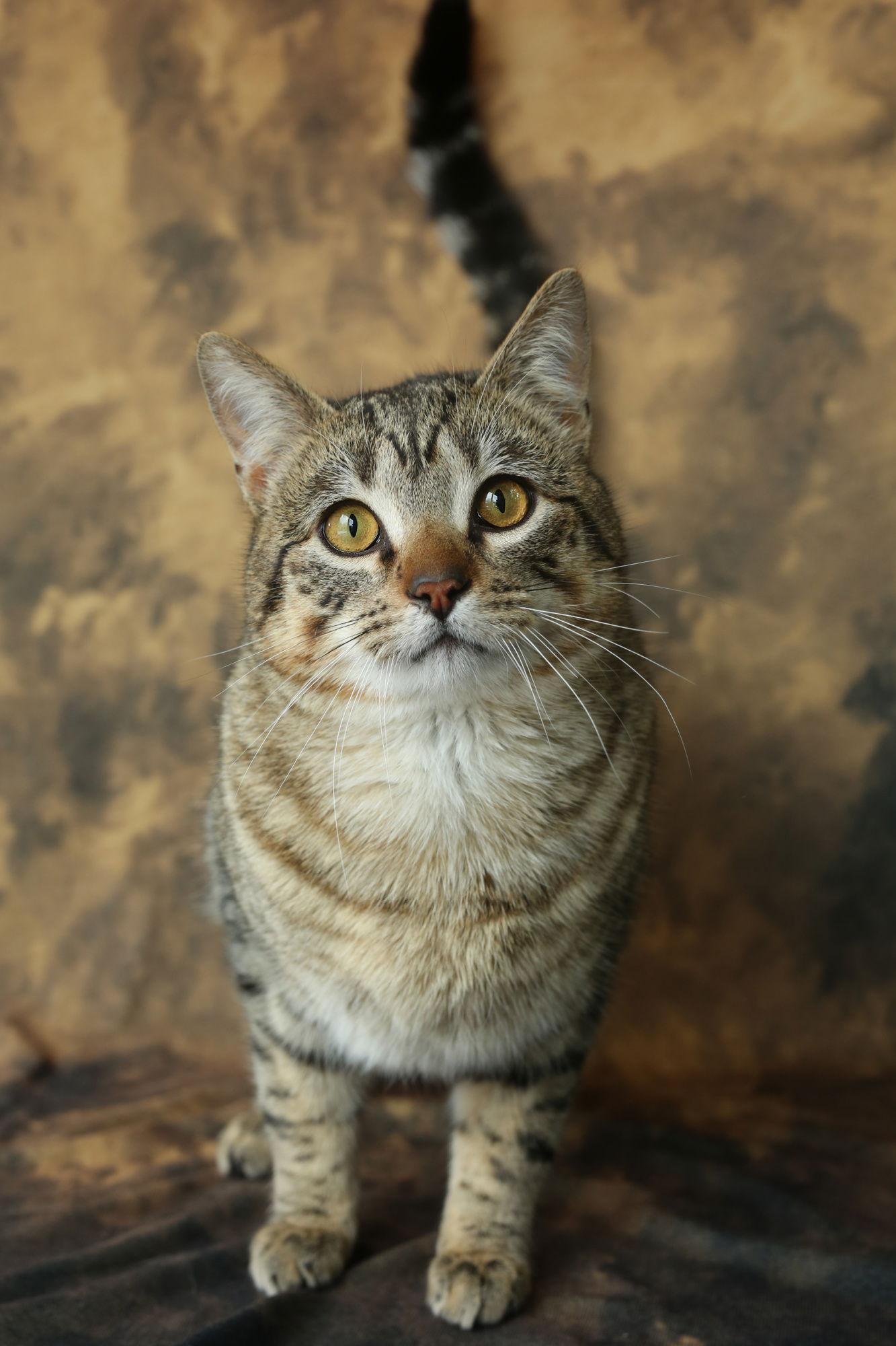 Barnacle (Barney), a Adoptable Domestic Short Hair in New Prague, MN image 2/3