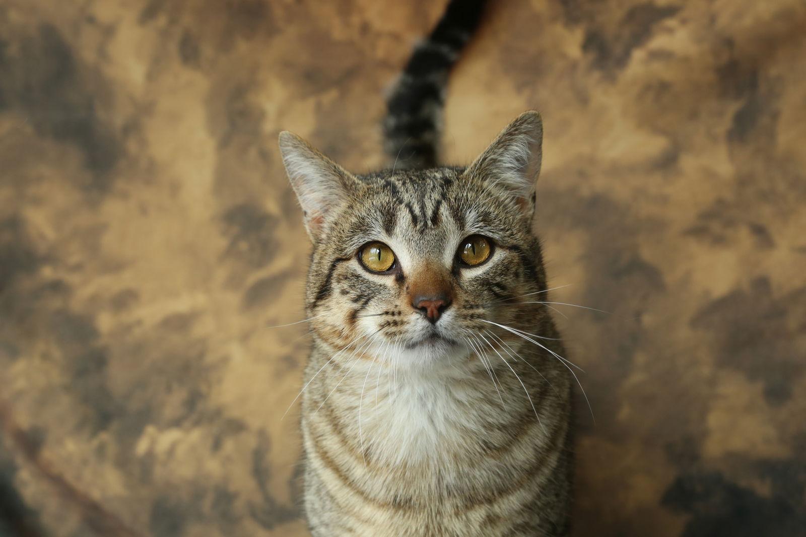 Barnacle (Barney), a Adoptable Domestic Short Hair in New Prague, MN image 3/3