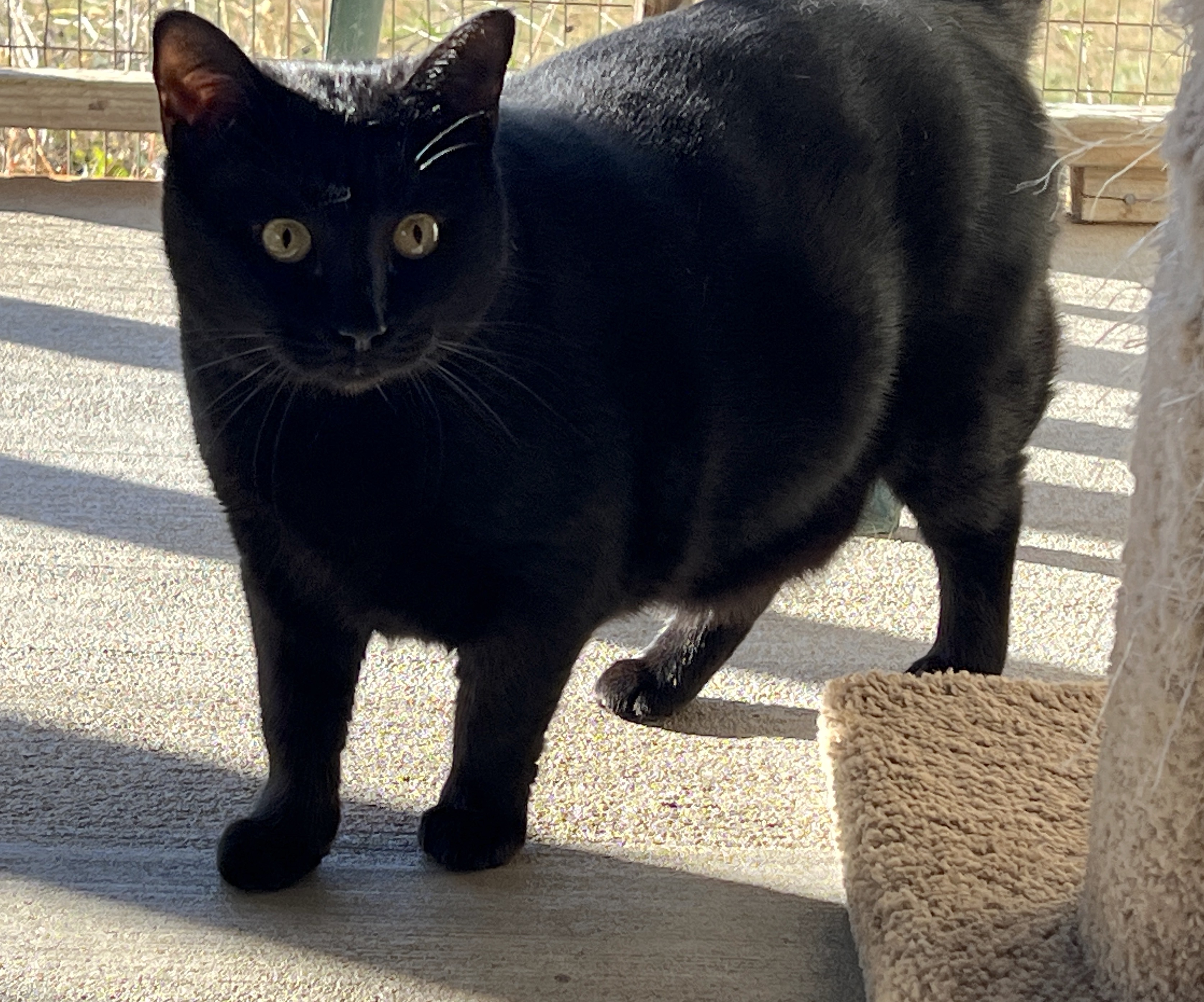 Daisy — thumbnail 2