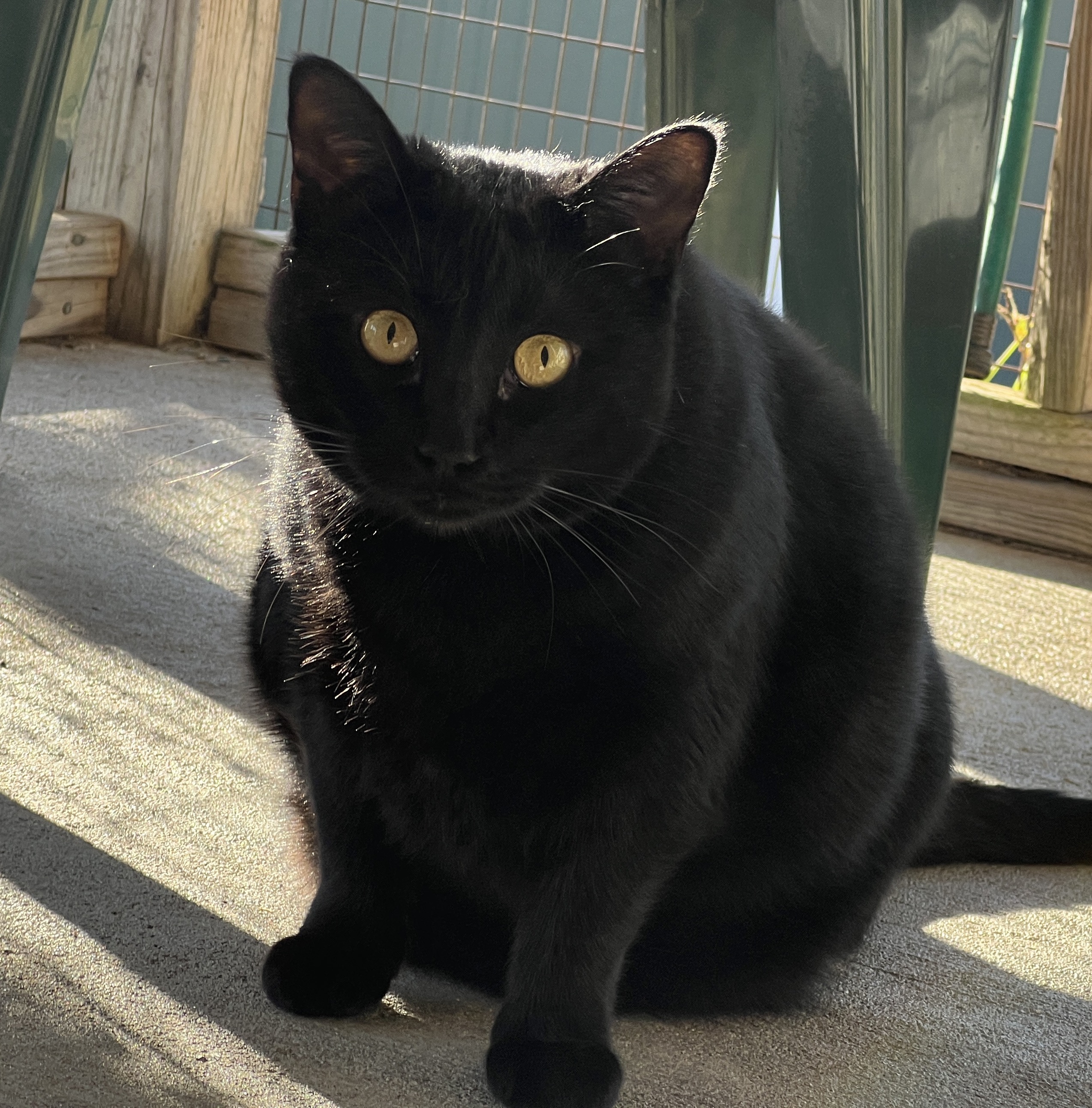 Daisy — thumbnail 3