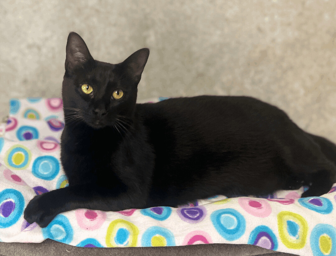 Daisy — thumbnail 4