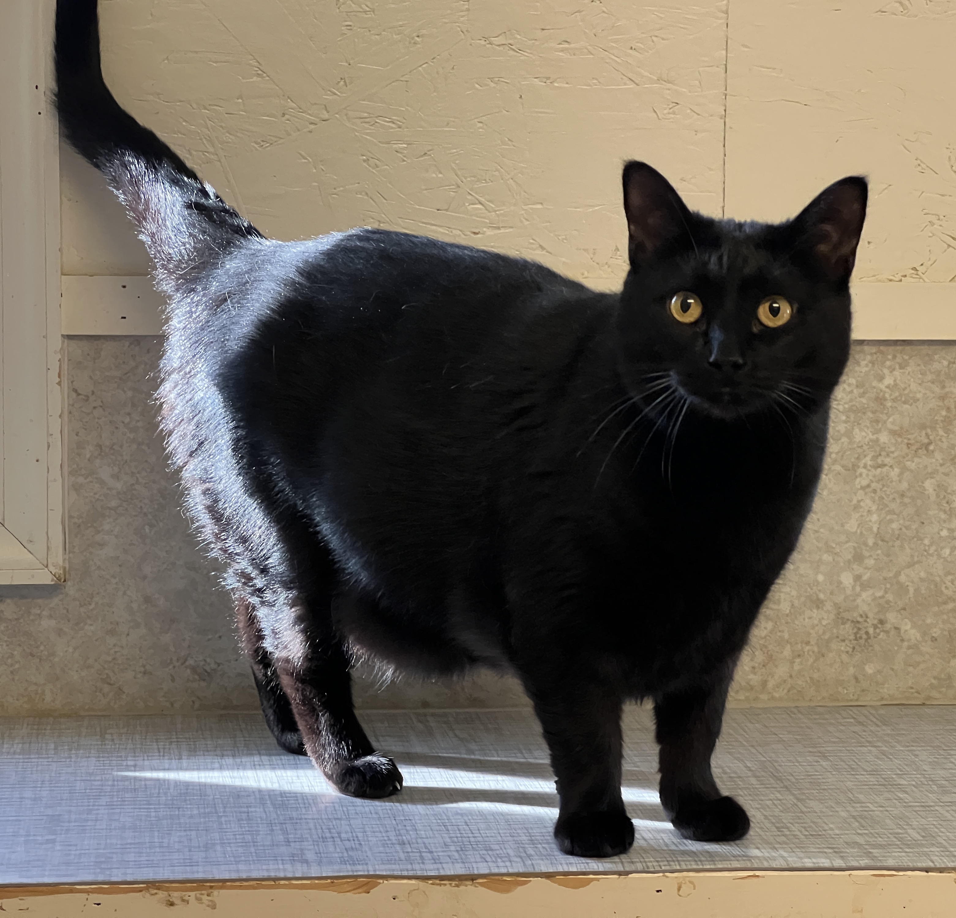 Daisy — thumbnail 5