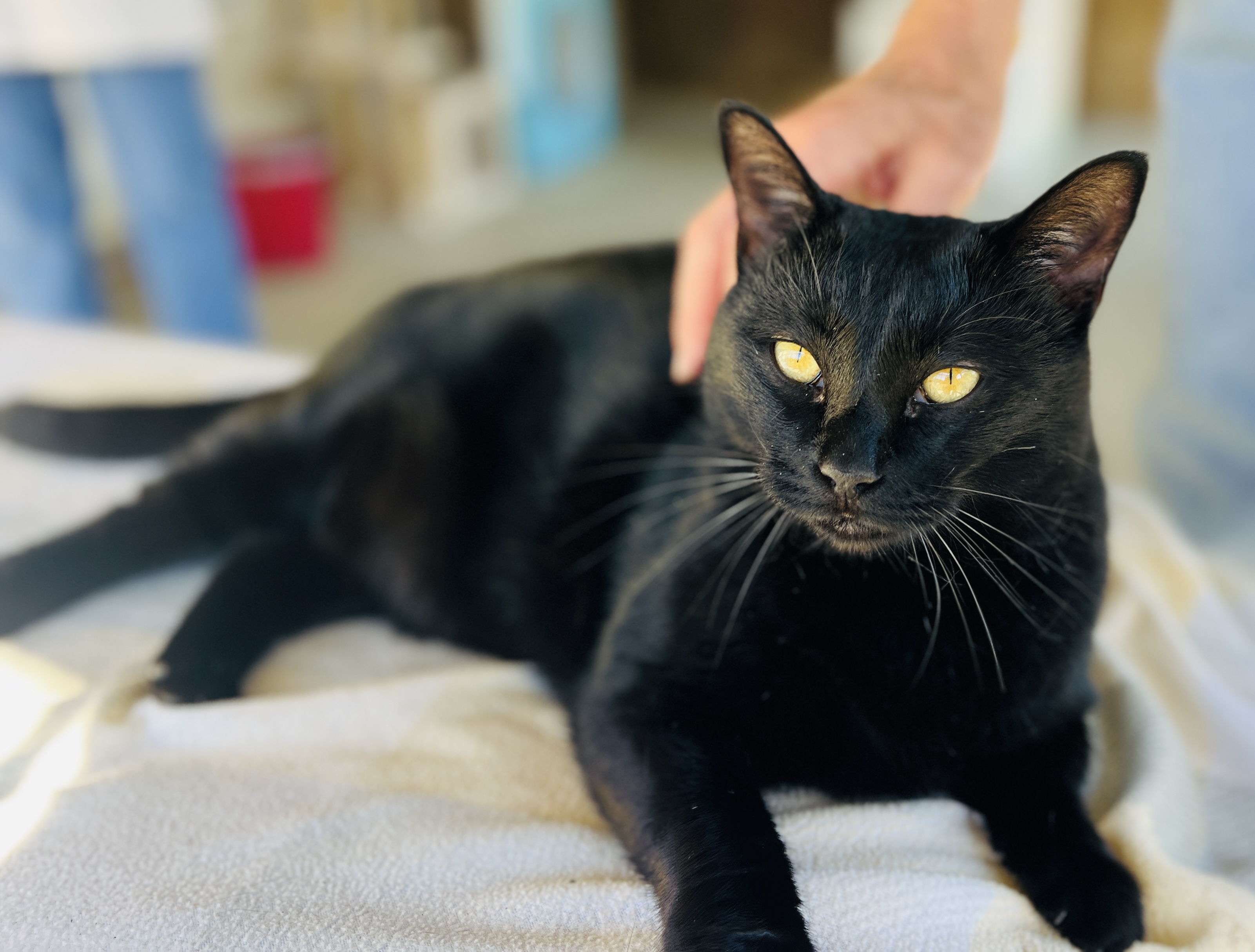 Daisy — thumbnail 6