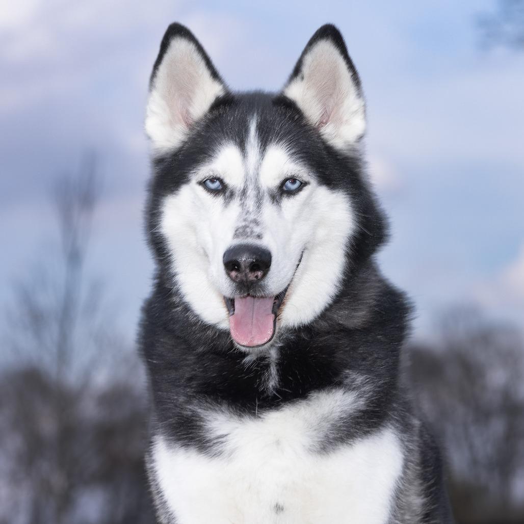 Prince — thumbnail 2