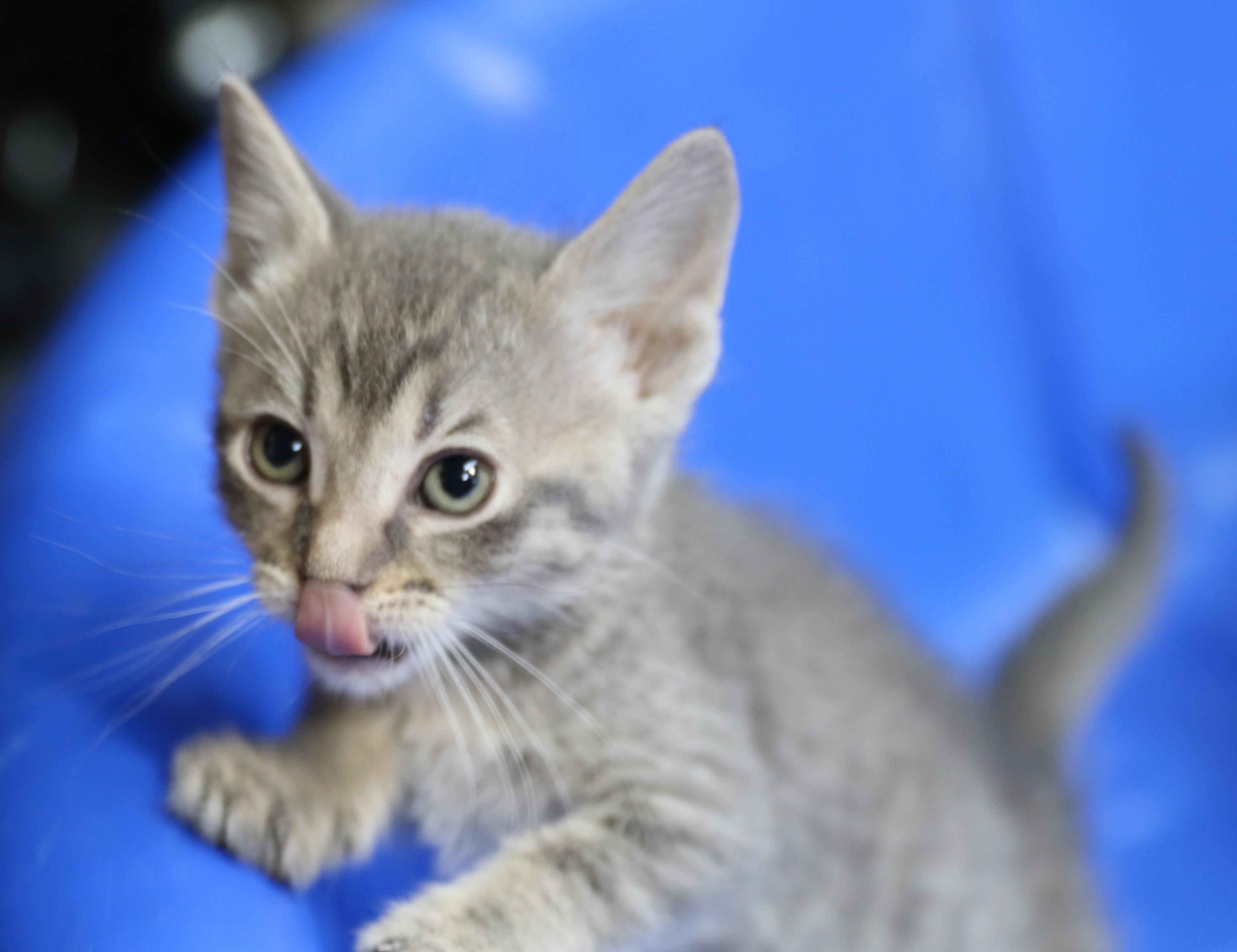 Echo, an adoptable Tabby in Cut Bank, MT, 59427 | Photo Image 1