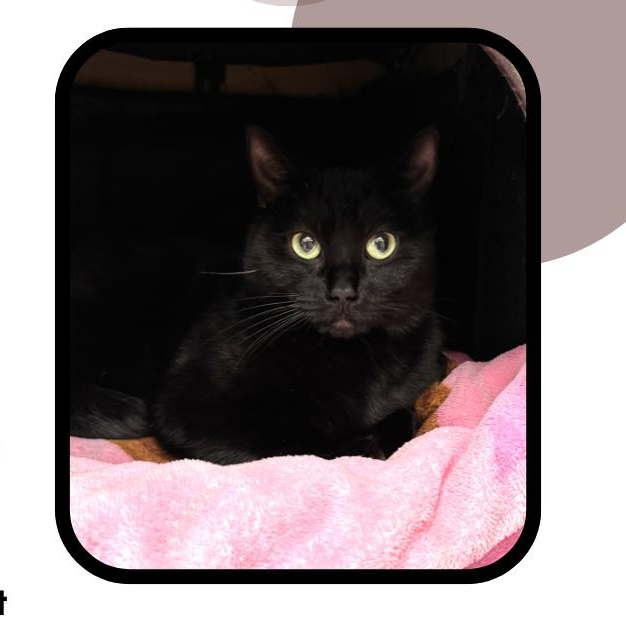 Enlarge Ebony, a ADOPTABLE Domestic Short Hair in Binghamton, NY image 1/1