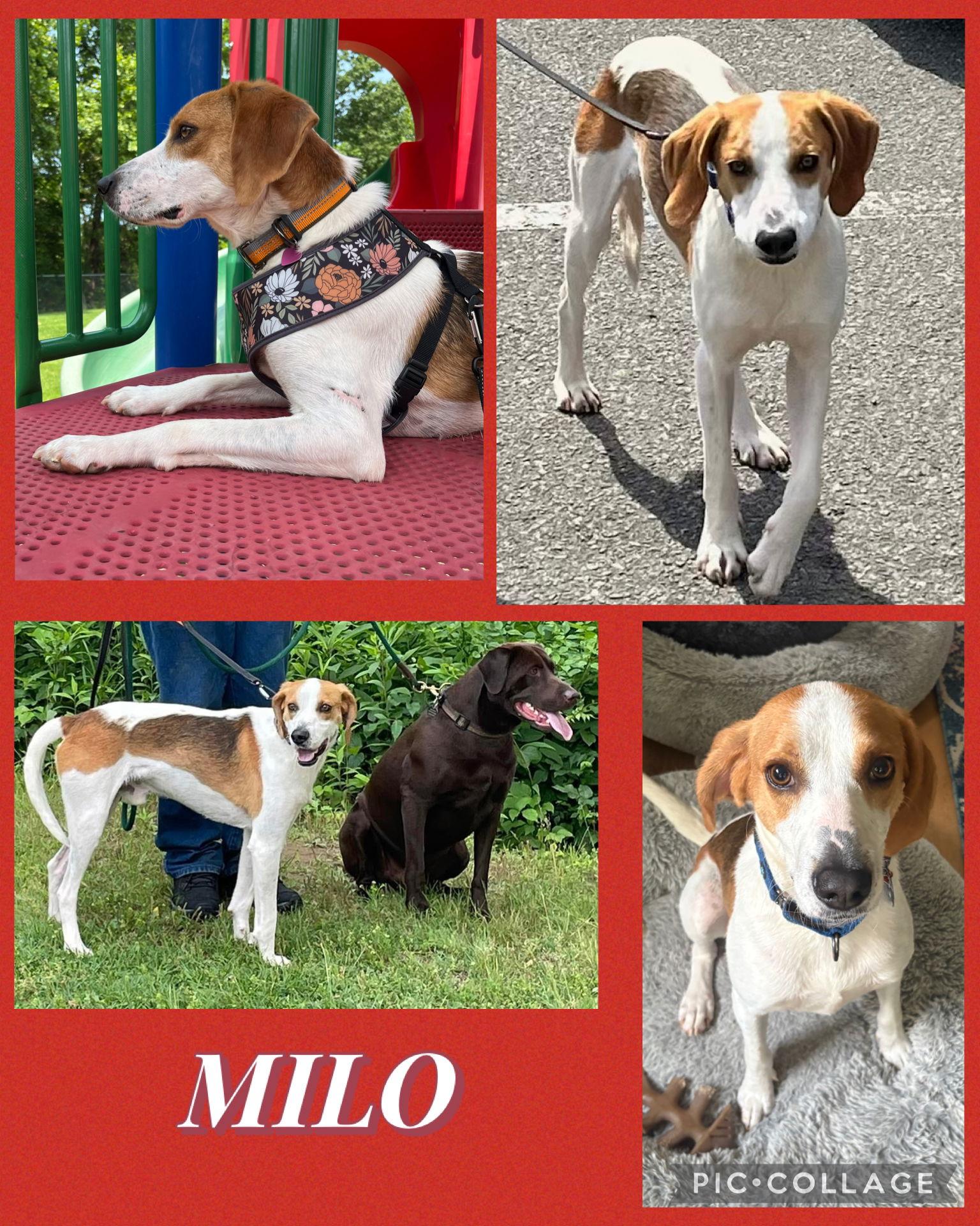 Milo, Adoptable, Adult Male Hound.