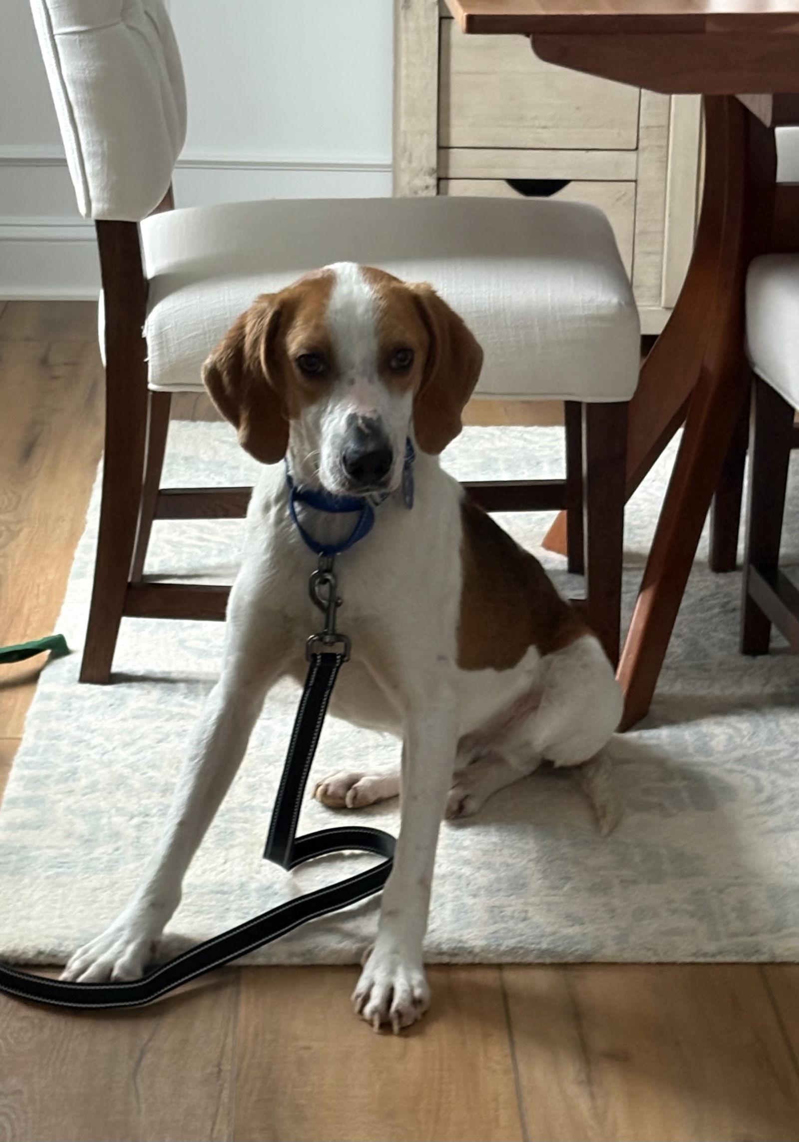 Milo, a Adoptable Hound in Spotsylvania, VA image 2/3