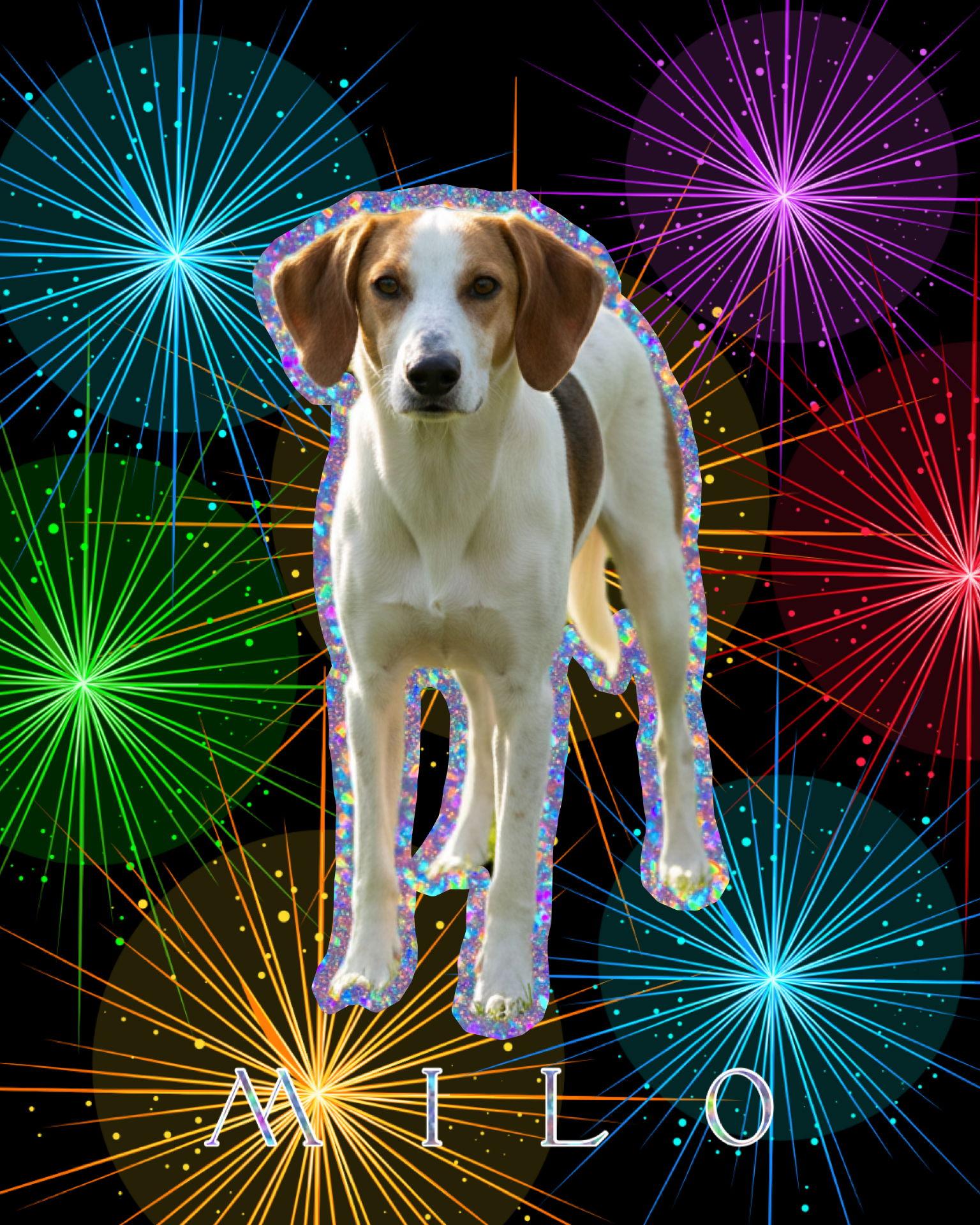 Enlarge Milo, a Adoptable Hound in Spotsylvania, VA image 3/3