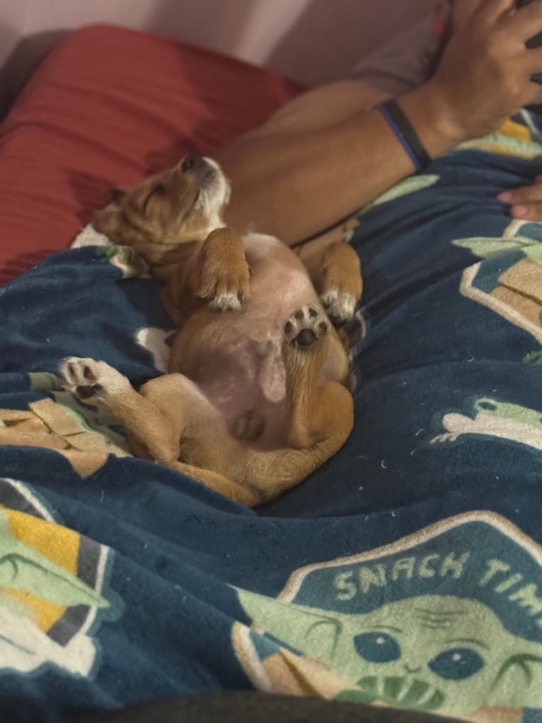 Stevie, Adopted, Young Male Chihuahua & Spaniel.