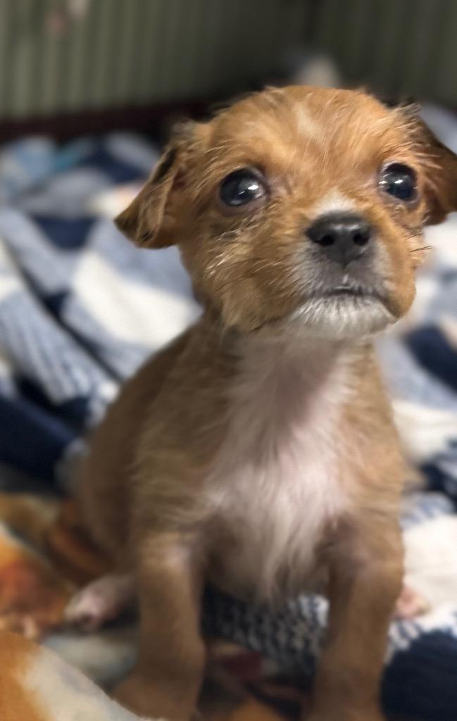 Enlarge Stevie, a Adopted mixed breed in Waynesville, GA image 2/5