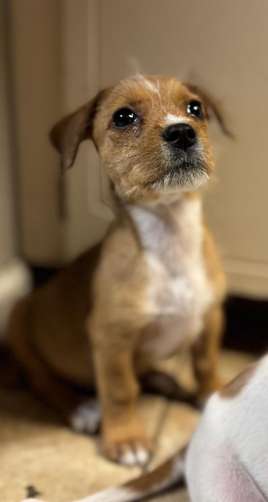 Enlarge Stevie, a Adopted mixed breed in Waynesville, GA image 3/5