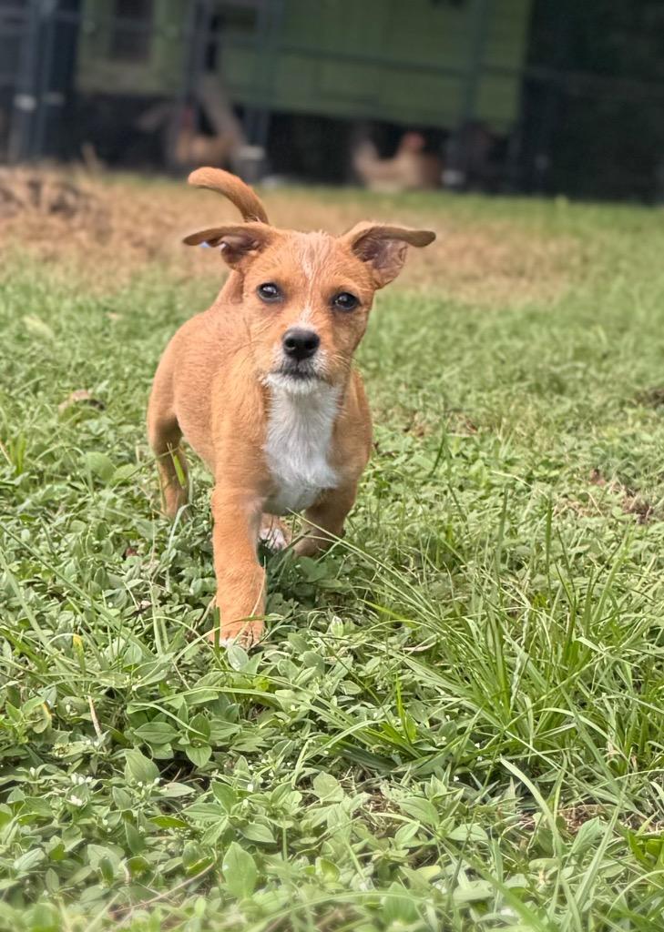 Enlarge Stevie, a Adopted mixed breed in Waynesville, GA image 4/5