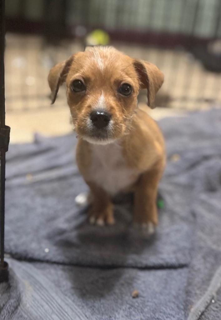 Enlarge Stevie, a Adopted mixed breed in Waynesville, GA image 5/5