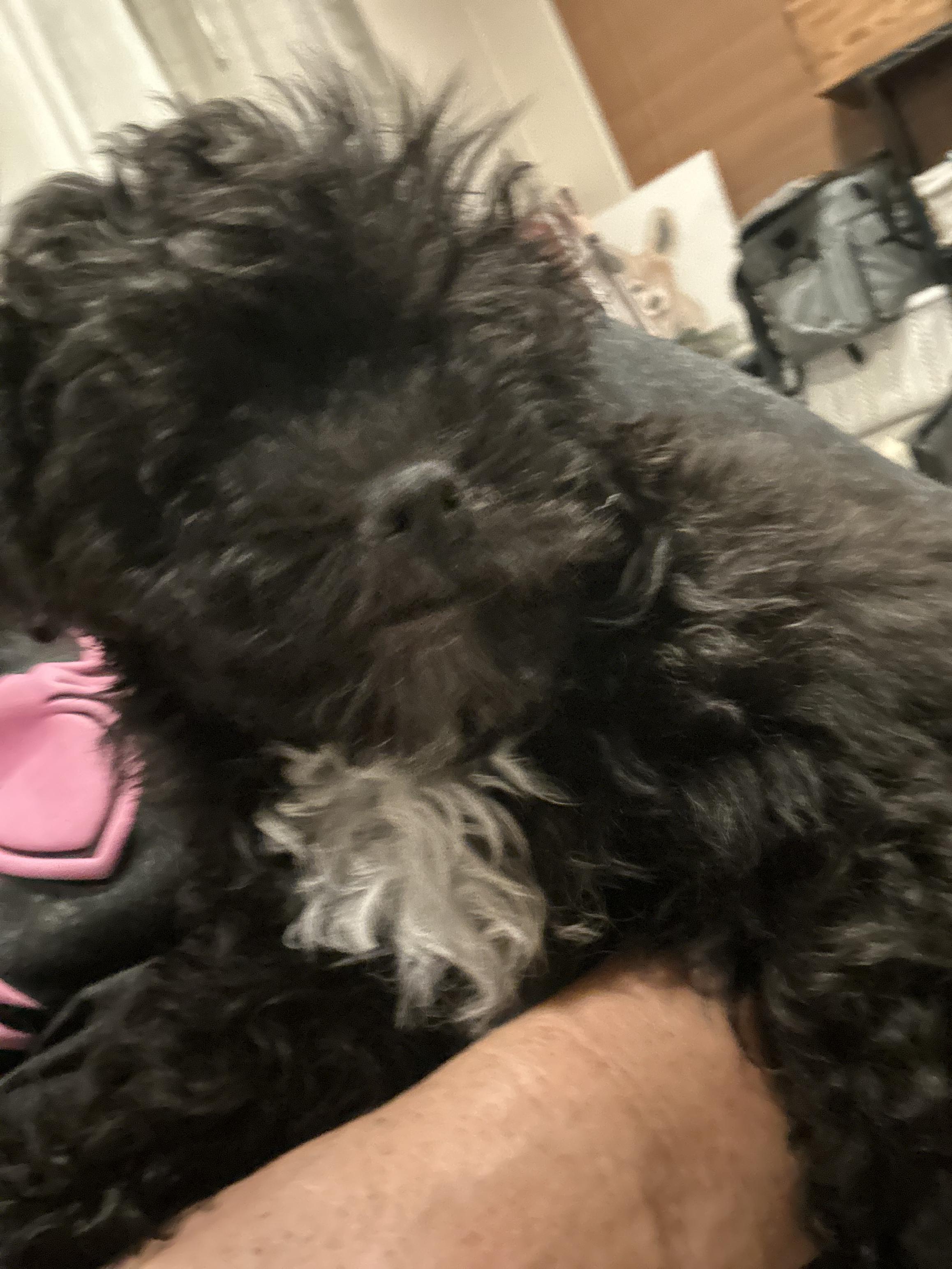 Enlarge Canby, an adopted Shih Tzu in Las Vegas, NV image 1/1