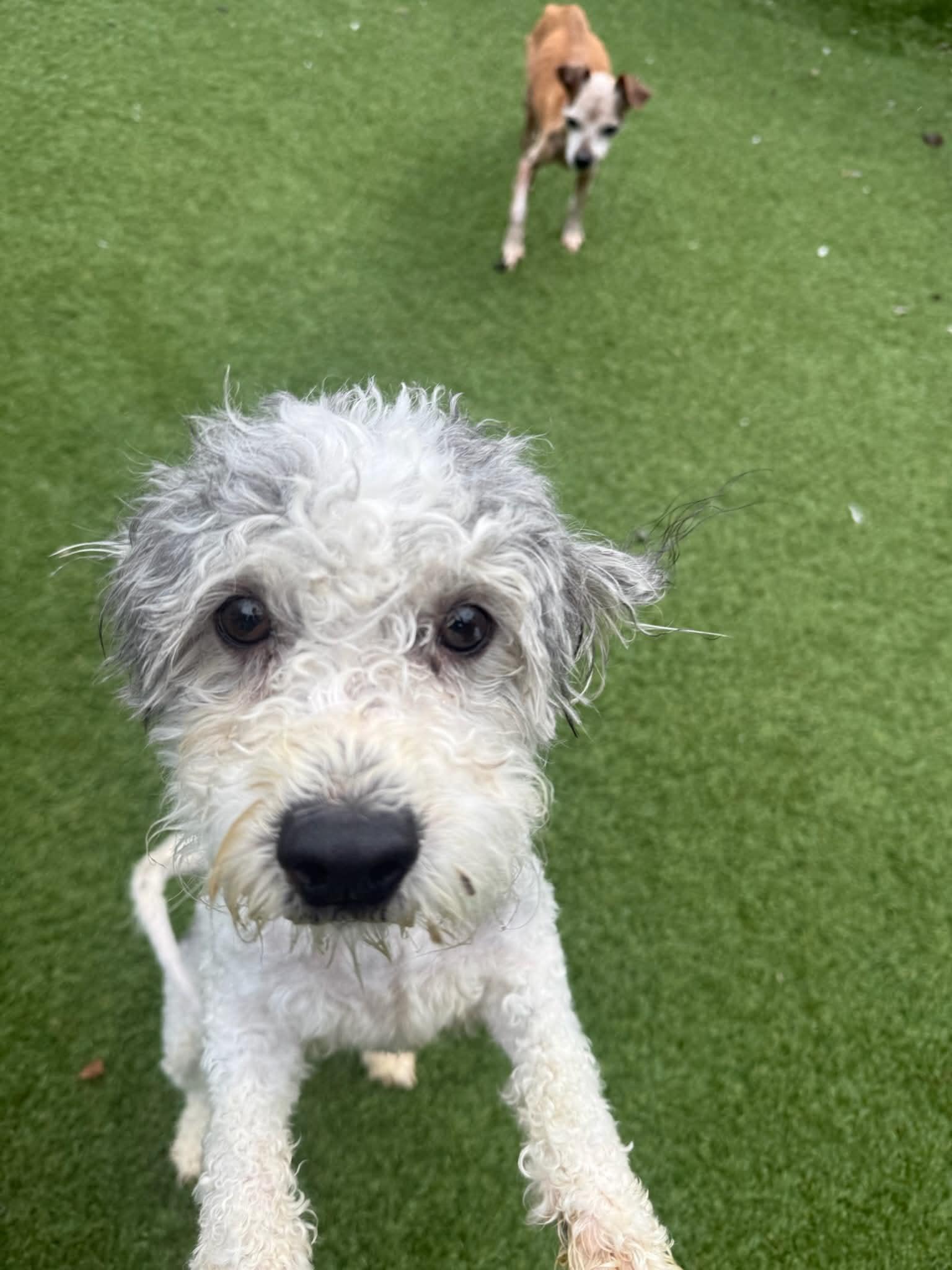 Snoopy, Adoptable, Young Male Miniature Poodle.