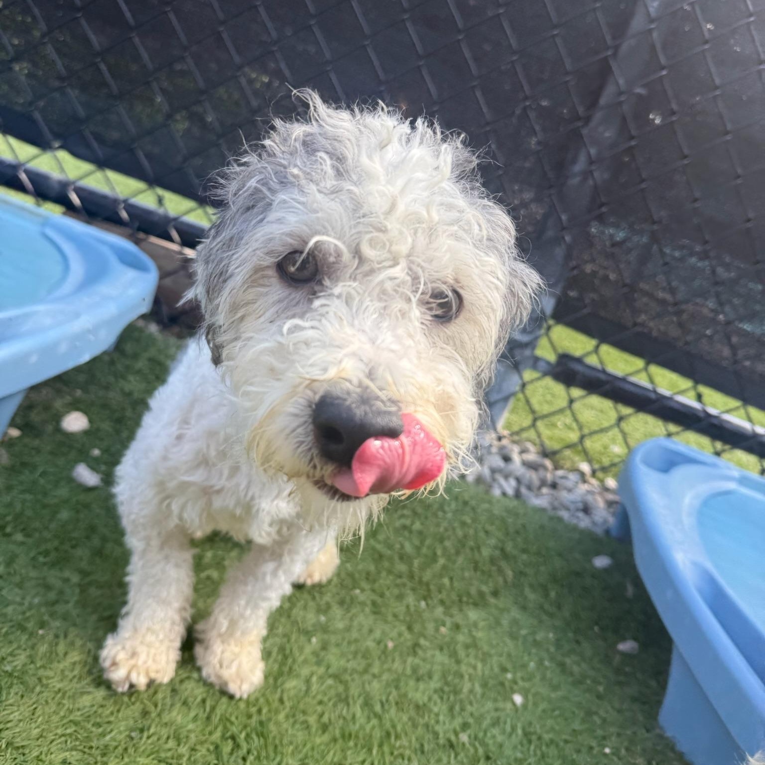 Enlarge Snoopy, a Adopted mixed breed in Groton, CT image 2/6