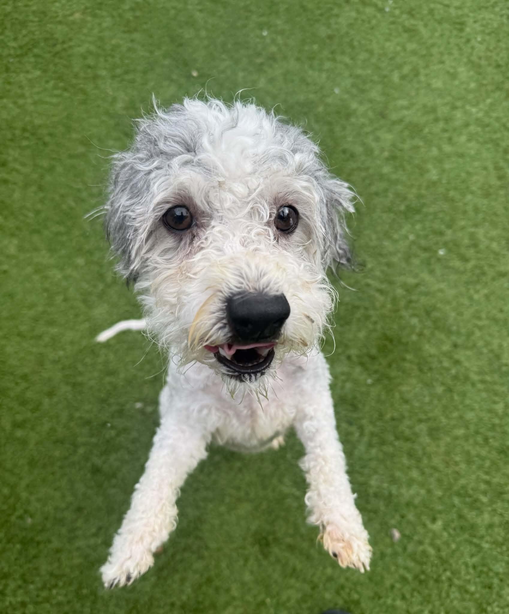 Enlarge Snoopy, a Adoptable mixed breed in Groton, CT image 2/2