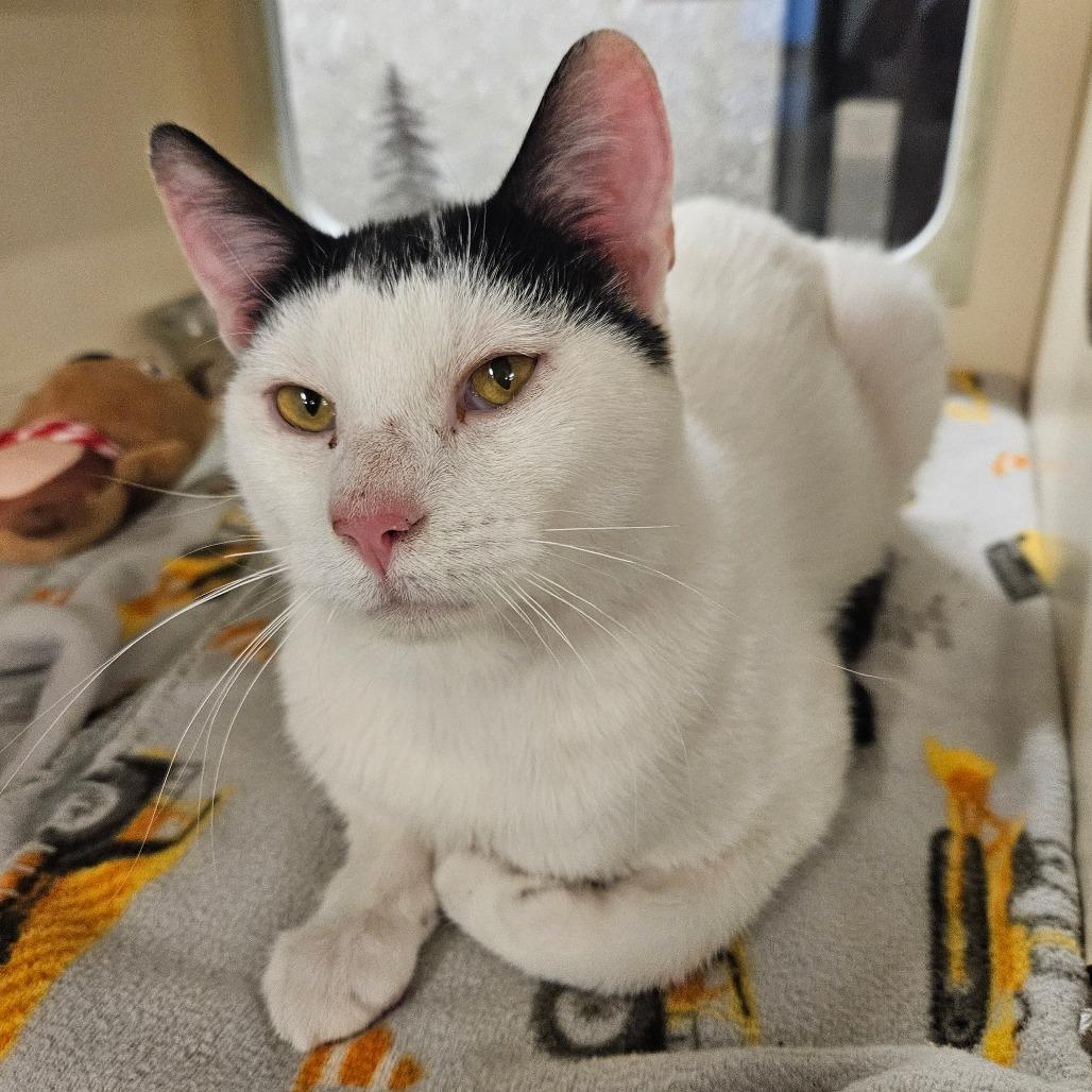 Buddy, Adoptable, Adult Male Domestic Short Hair.