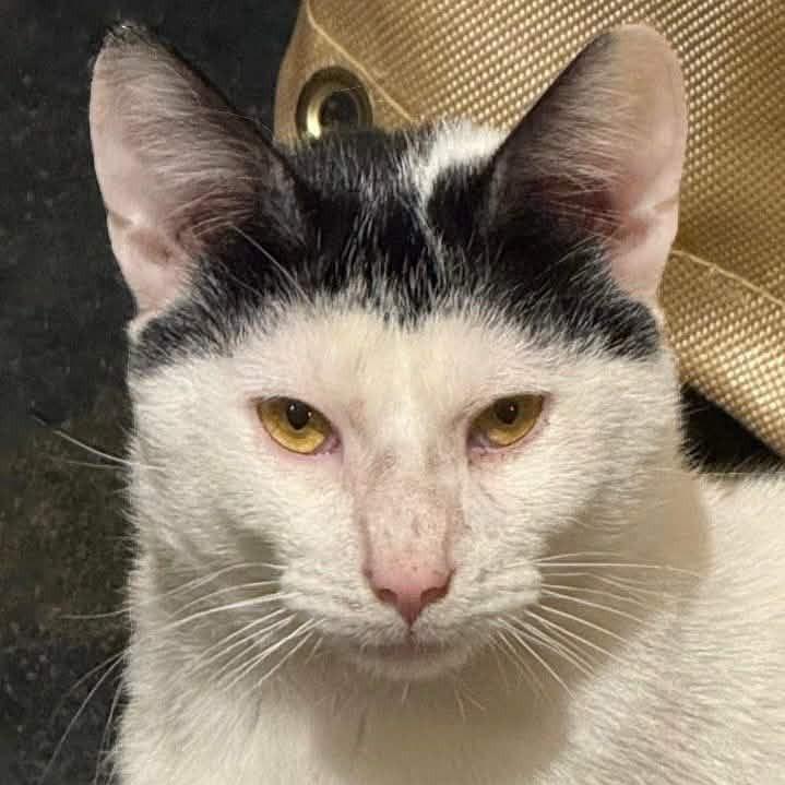 Buddy, Adoptable, Adult Male Domestic Short Hair.