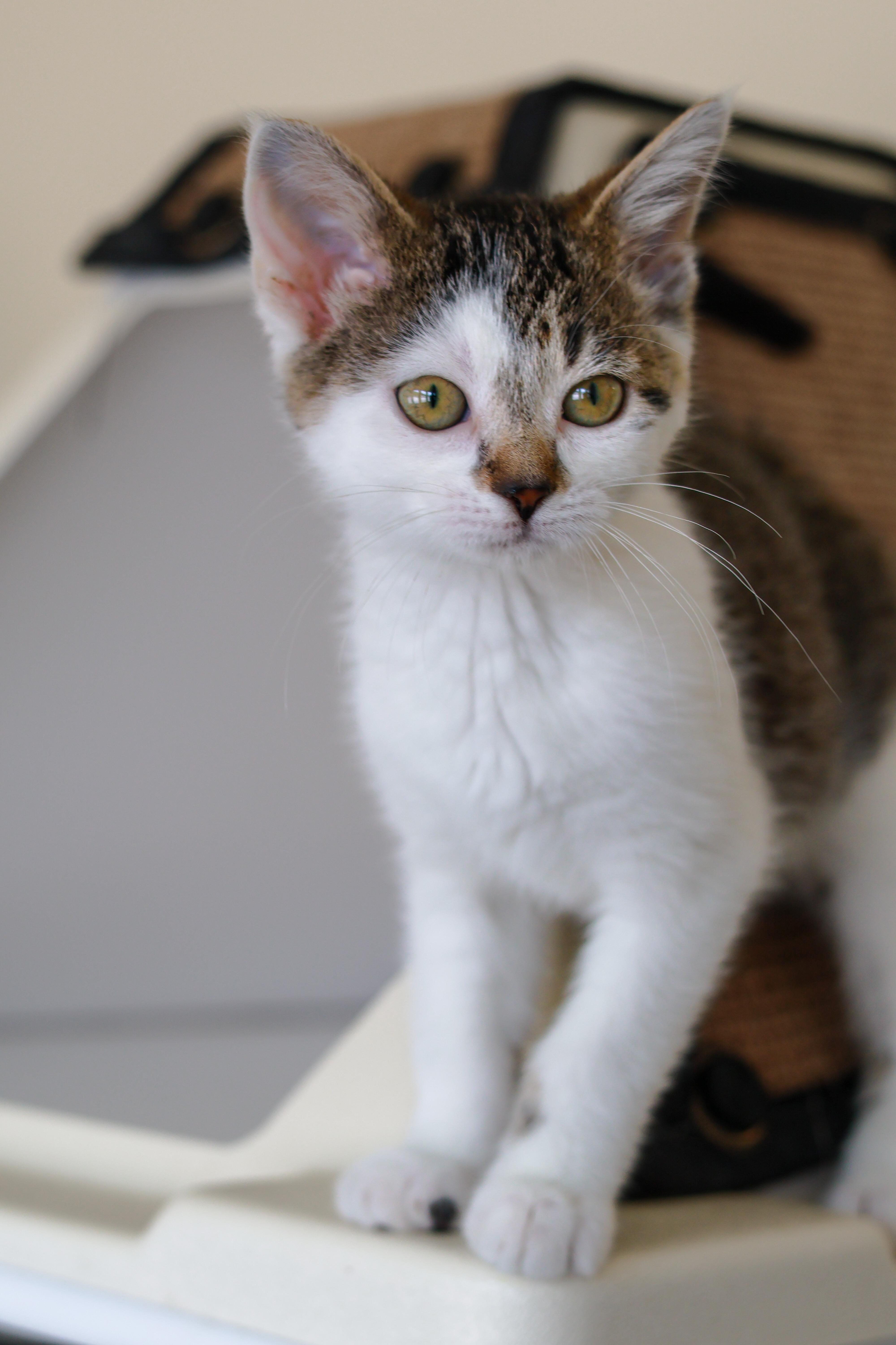 Linda, an adopted Domestic Short Hair in St. Ignace, MI image 1/3