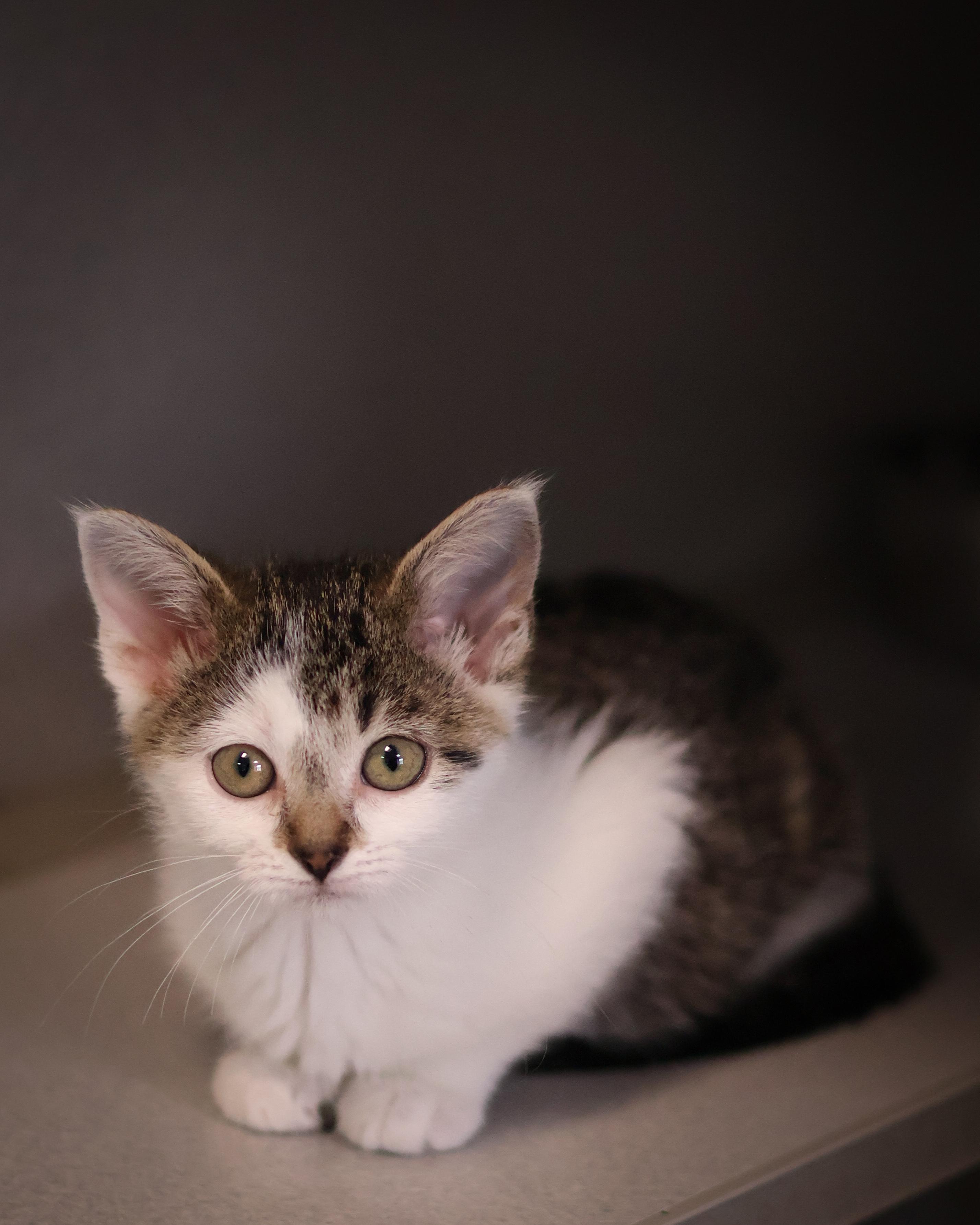 Linda, an adopted Domestic Short Hair in St. Ignace, MI image 3/3