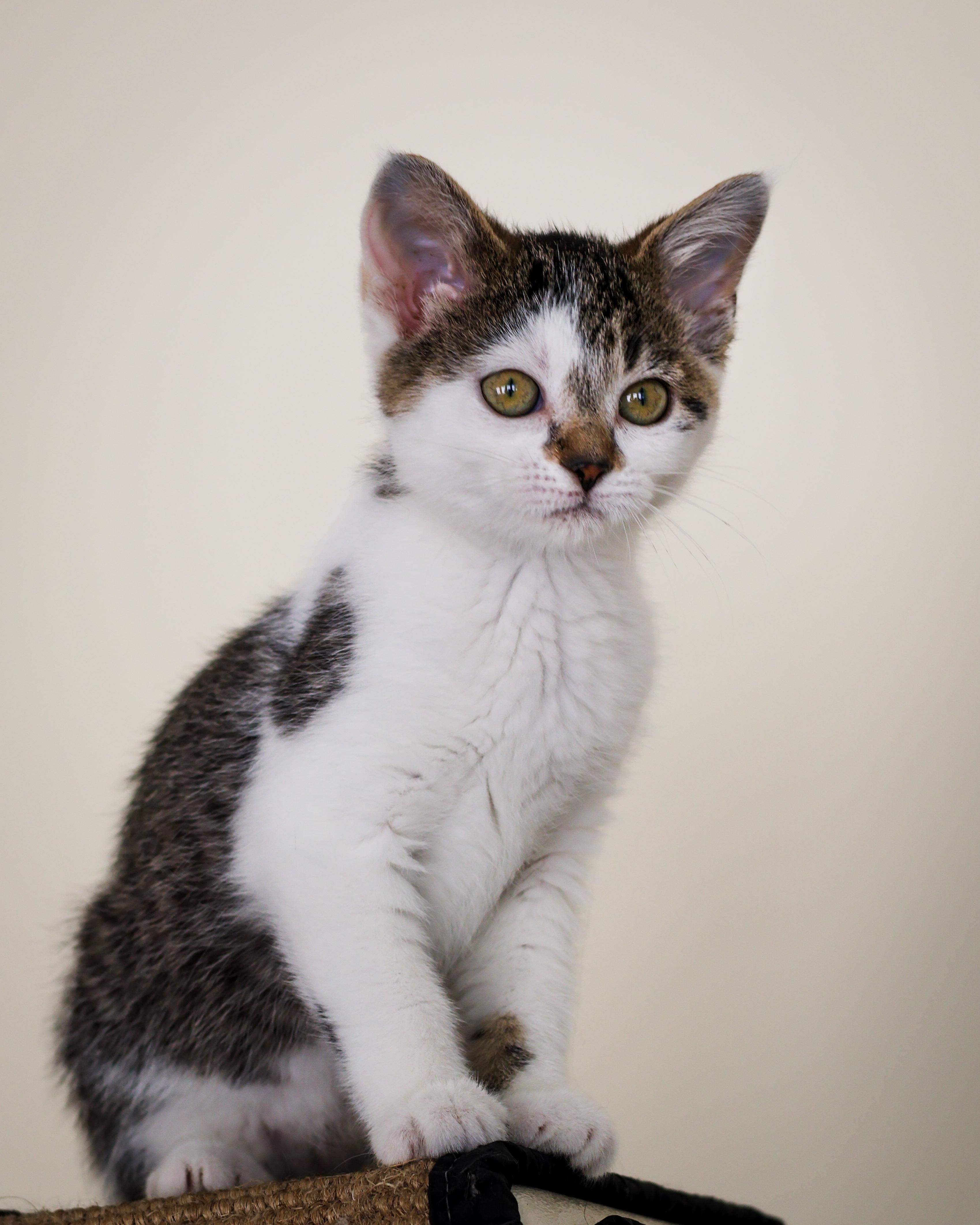 Linda, an adopted Domestic Short Hair in St. Ignace, MI image 2/3