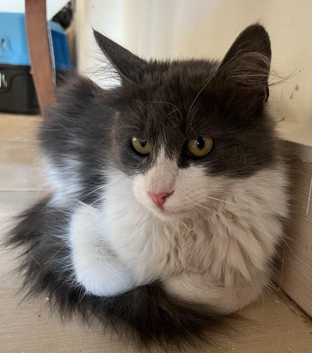 Bella, Young Female unknown