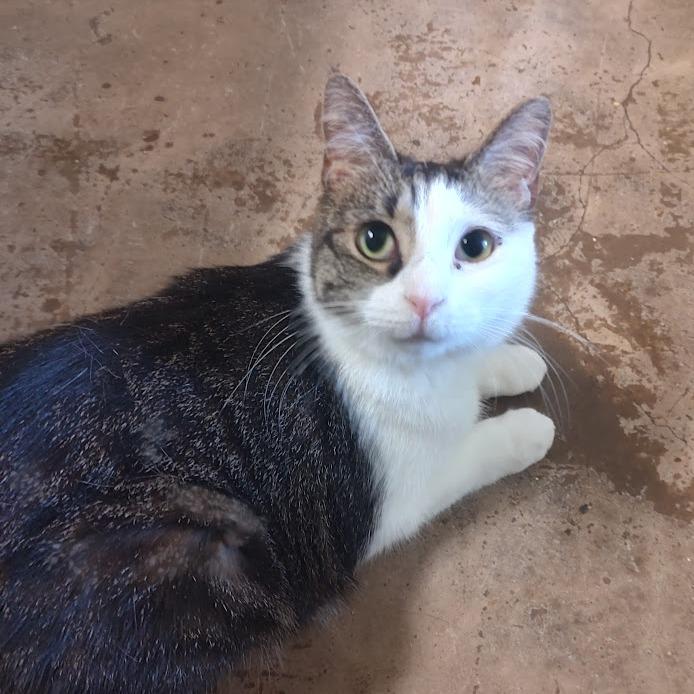 Jayne, Adoptable, Adult Female Domestic Short Hair.