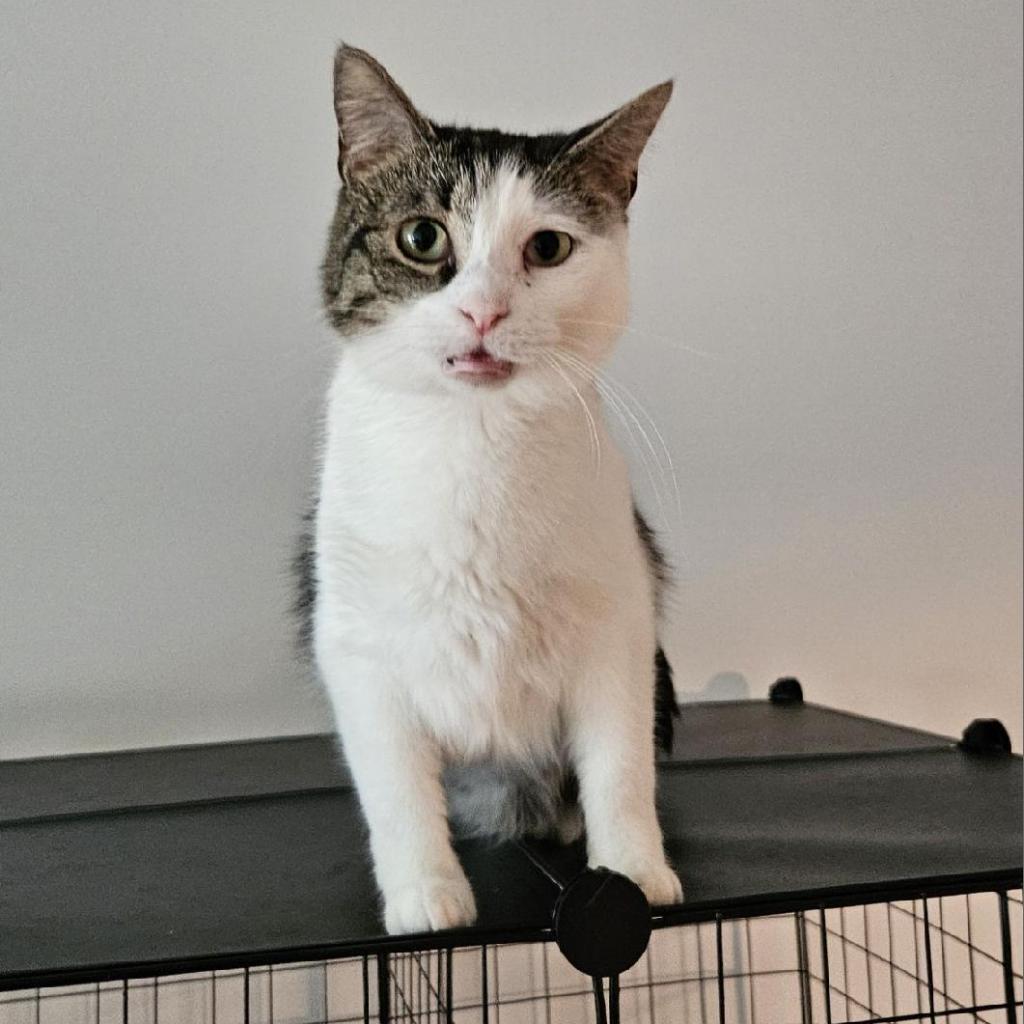 Jayne, a Adoptable Domestic Short Hair image 2/3