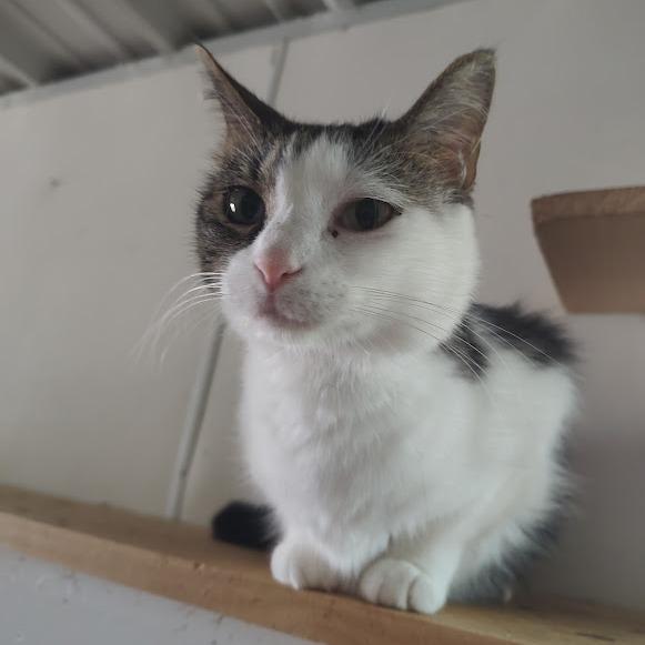 Jayne, a Adoptable Domestic Short Hair image 3/3