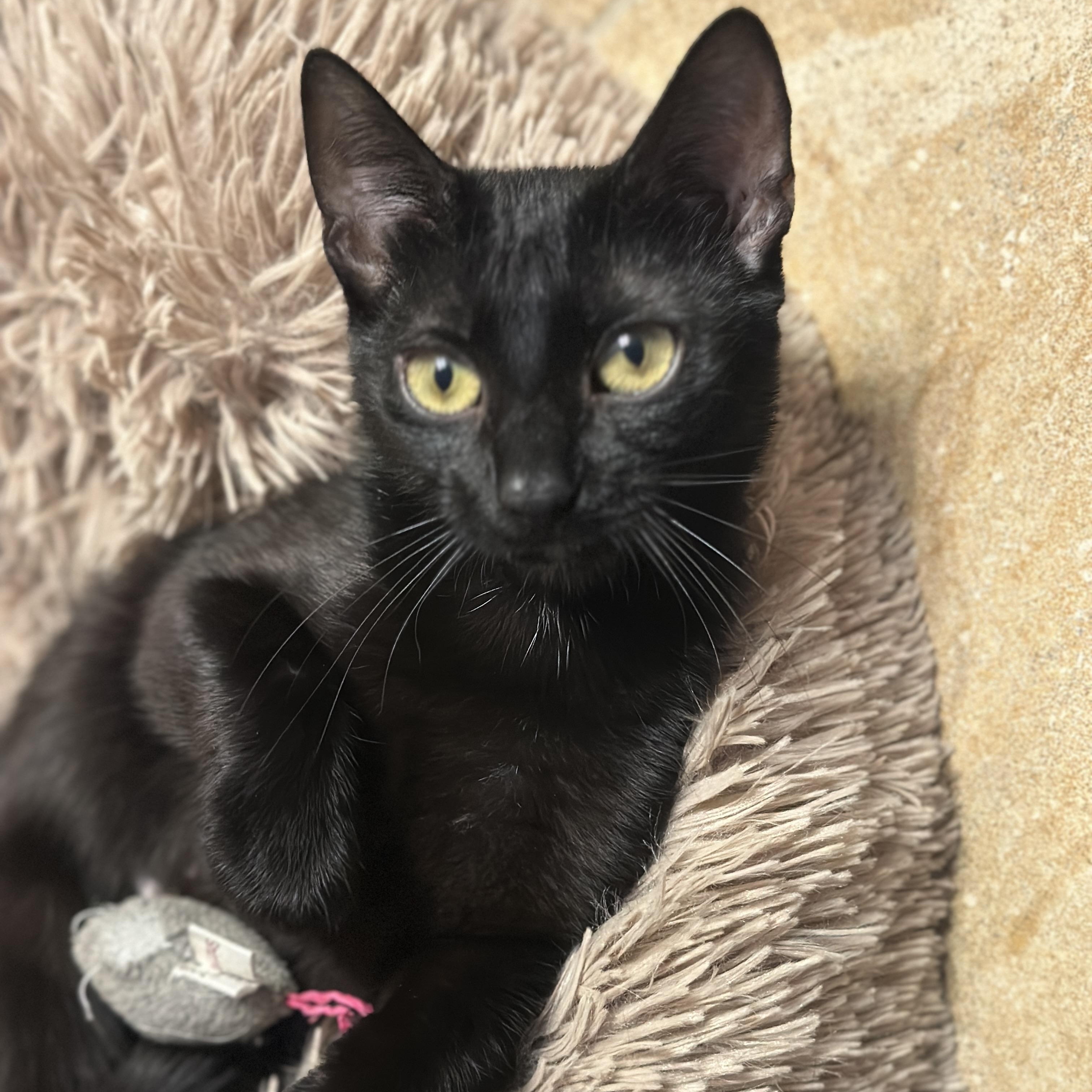 Nala, a Adoptable Domestic Short Hair in Bentonville, AR image 2/3