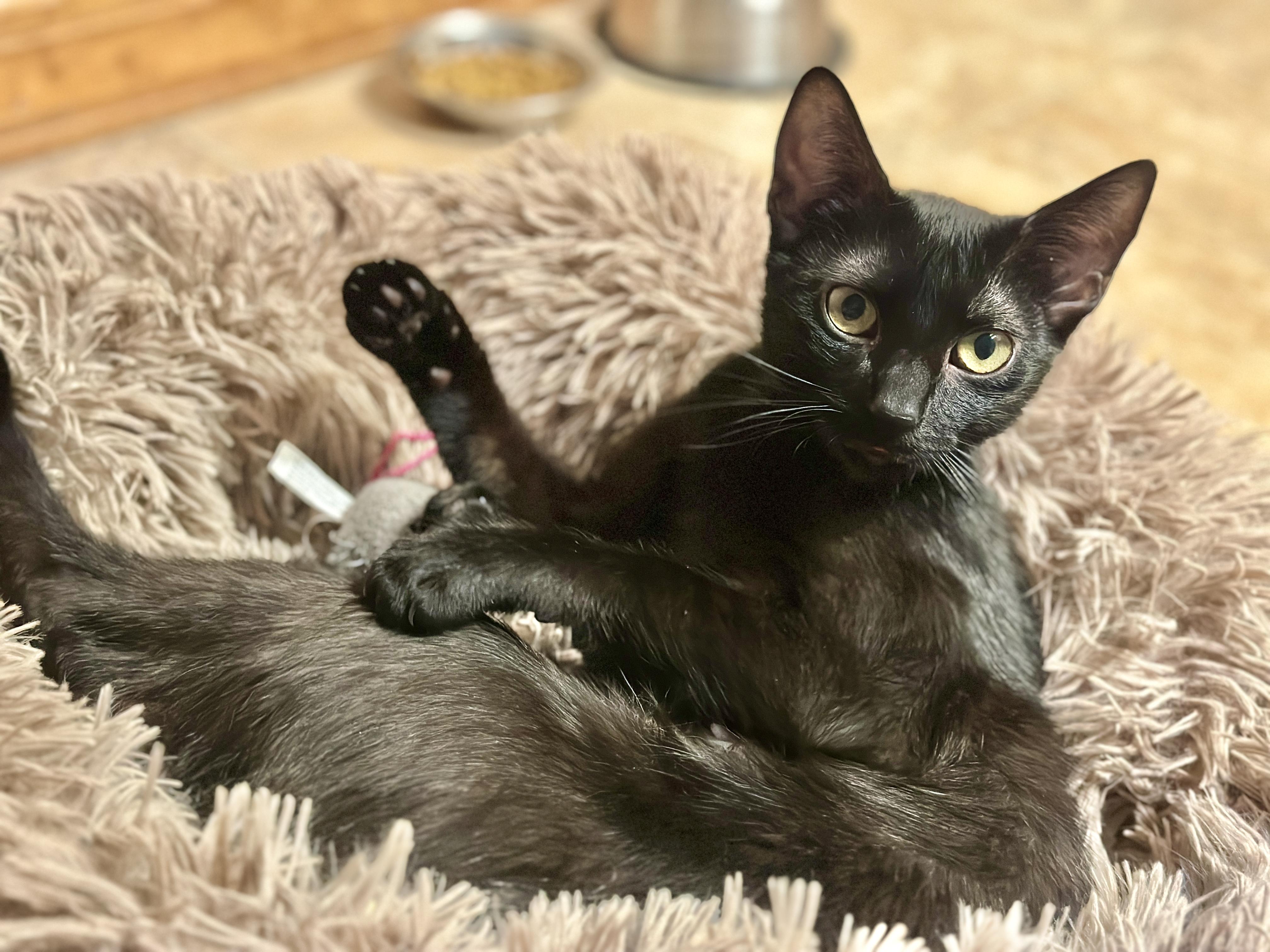 Nala, Adoptable, Adult Female Domestic Short Hair.