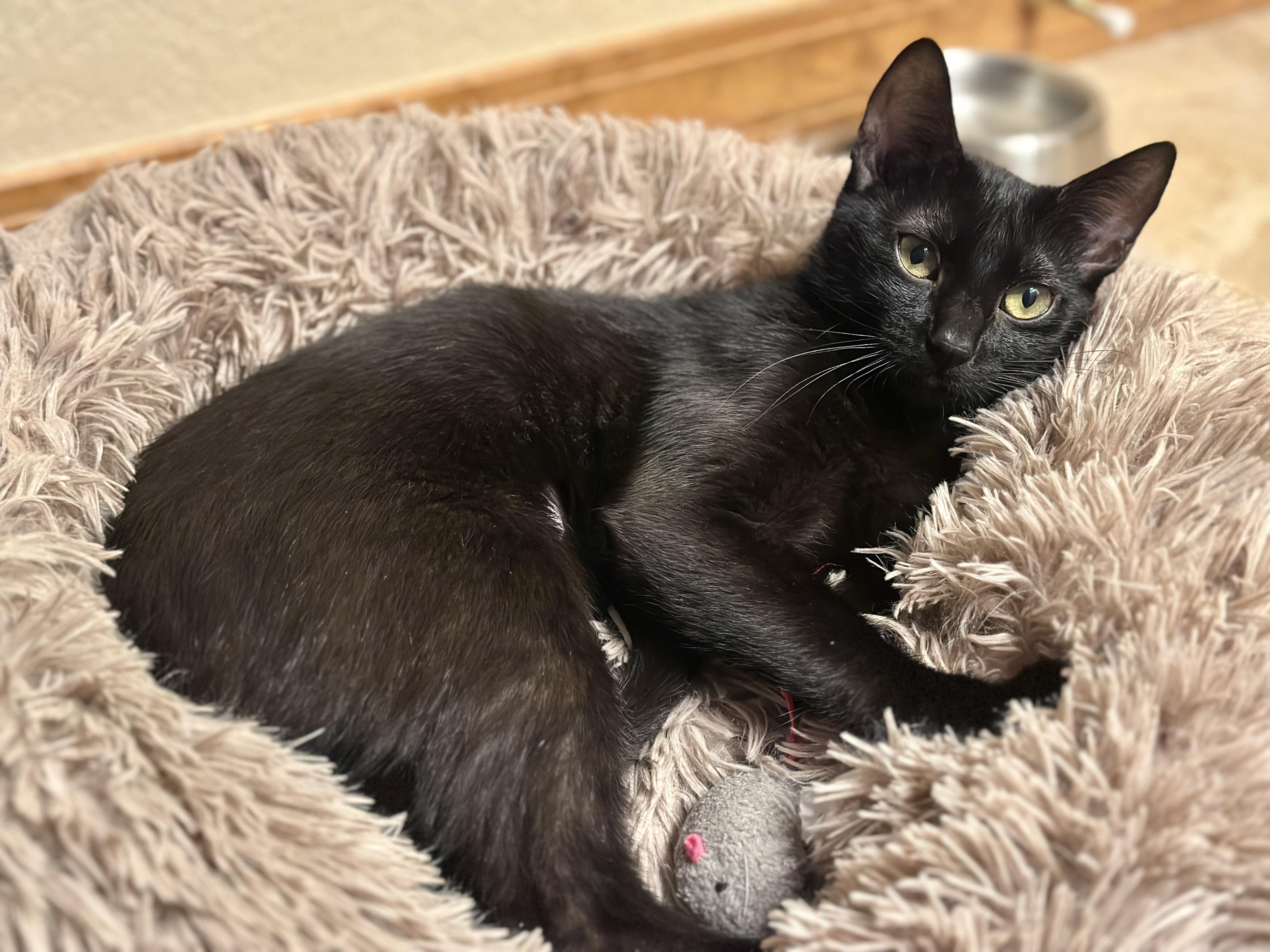 Nala, a Adoptable Domestic Short Hair in Bentonville, AR image 3/3