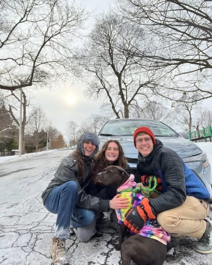 Enlarge Diamond, a Adoptable Pit Bull Terrier in Liverpool, NY image 1/5