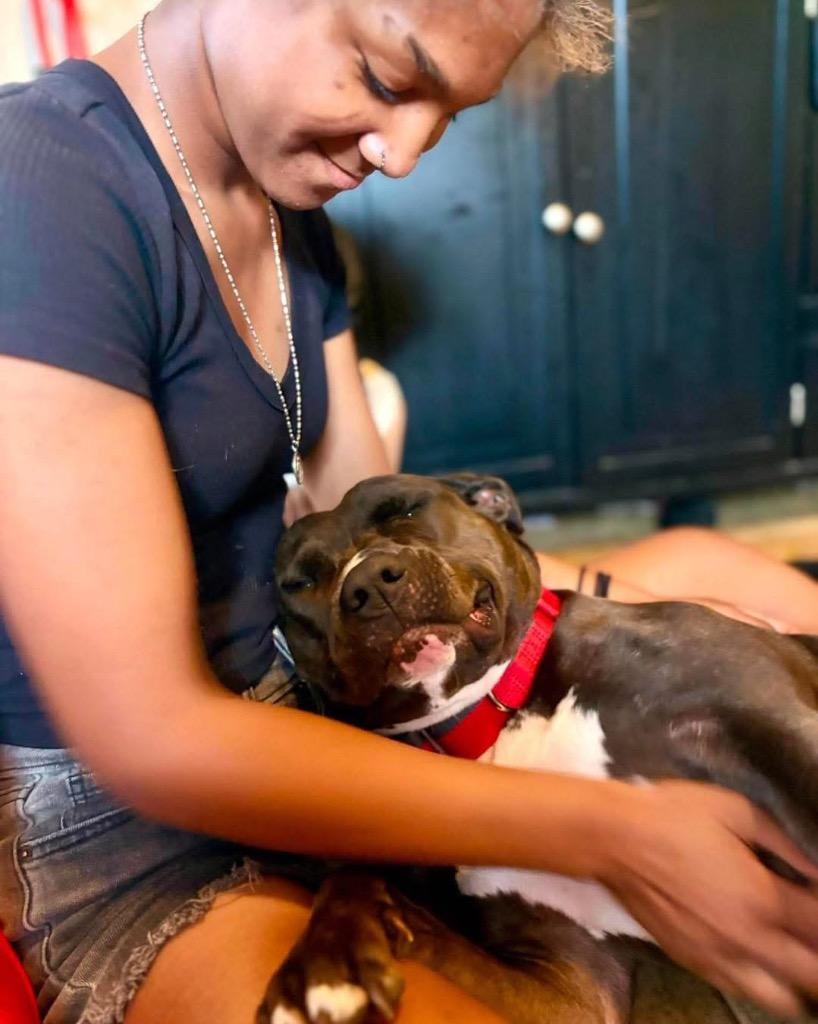 Diamond, Adoptable, Young Female Pit Bull Terrier.