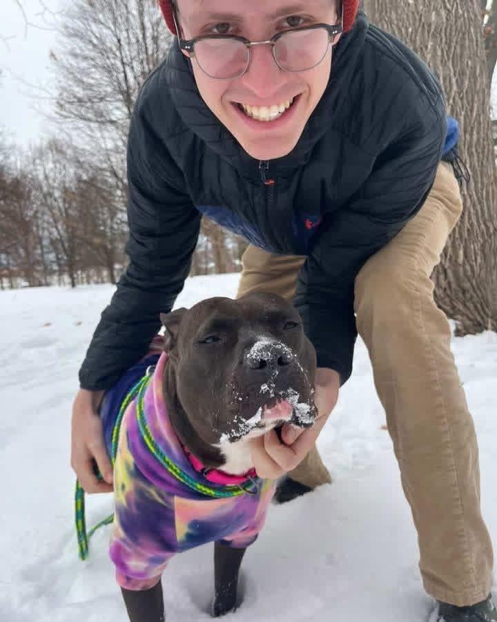 Diamond, Adoptable, Adult Female Pit Bull Terrier.