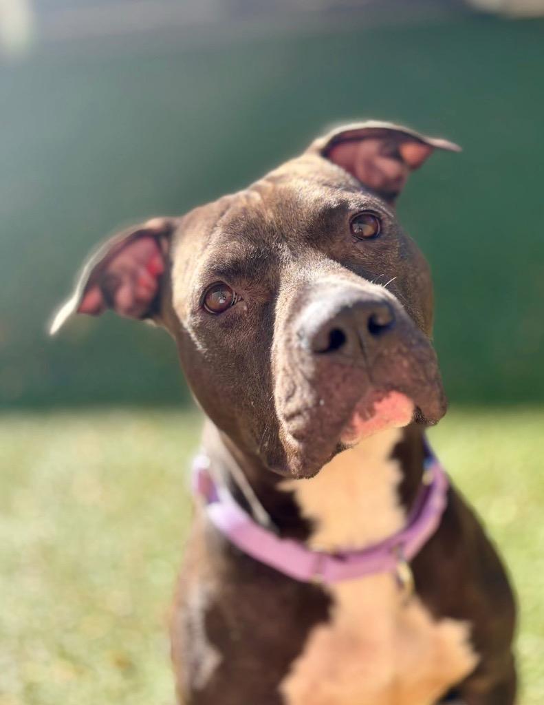 Diamond, Adoptable, Young Female Pit Bull Terrier.