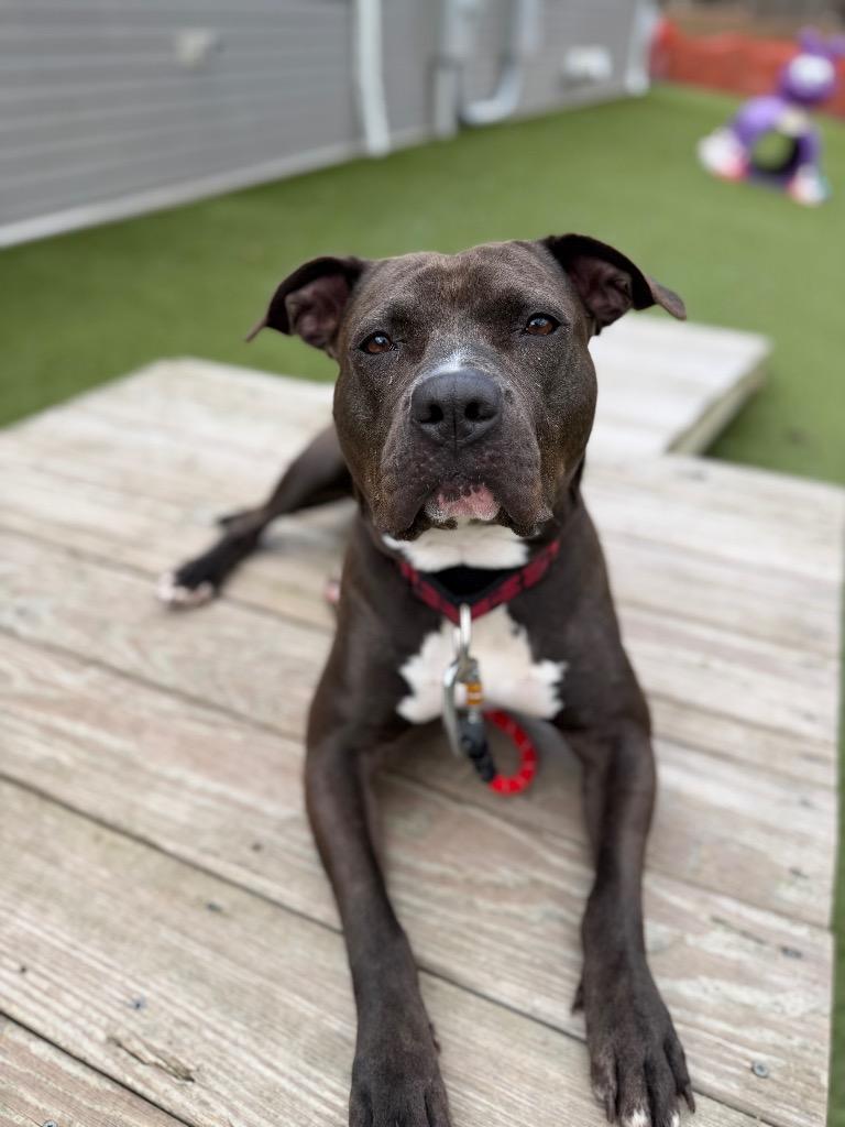 Enlarge Diamond, a Adoptable Pit Bull Terrier in Liverpool, NY image 3/5