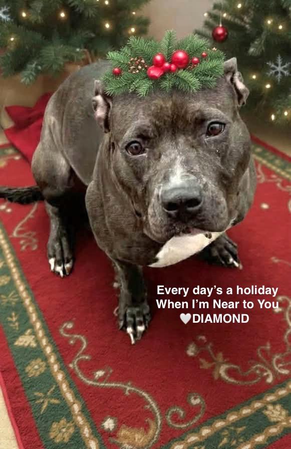 Enlarge Diamond, a Adoptable Pit Bull Terrier in Liverpool, NY image 4/5