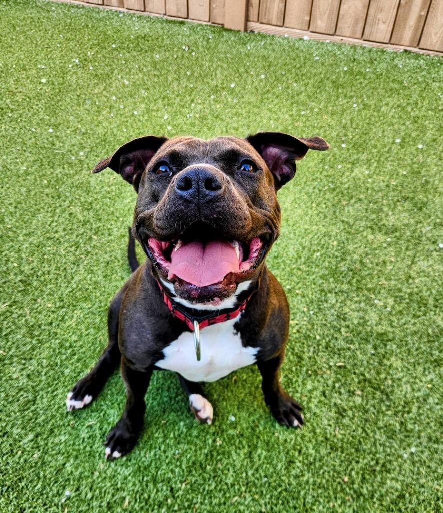 Enlarge Diamond, a Adoptable Pit Bull Terrier in Liverpool, NY image 4/6