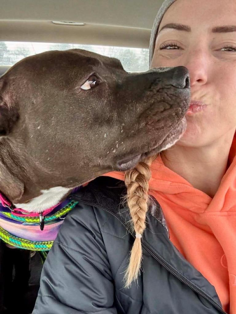 Diamond, a Adoptable Pit Bull Terrier in Liverpool, NY image 3/4