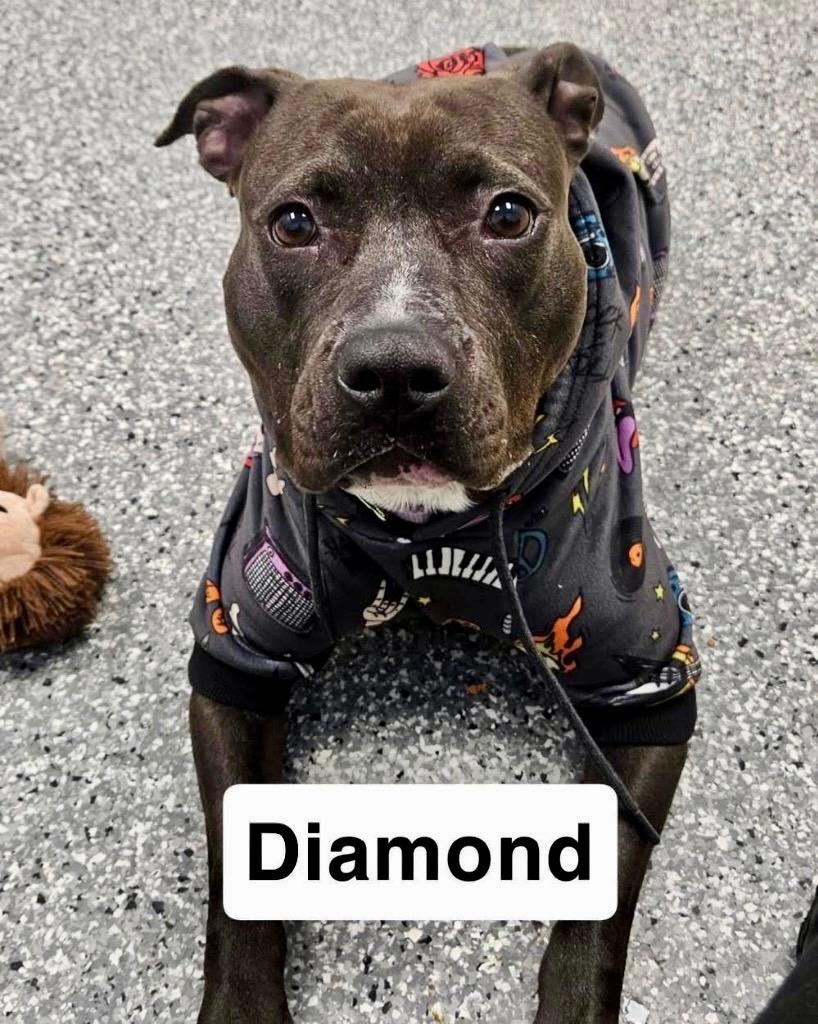 Diamond, a Adoptable Pit Bull Terrier in Liverpool, NY image 4/4